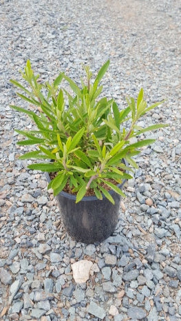 Black Sage - Salvia Mellifera