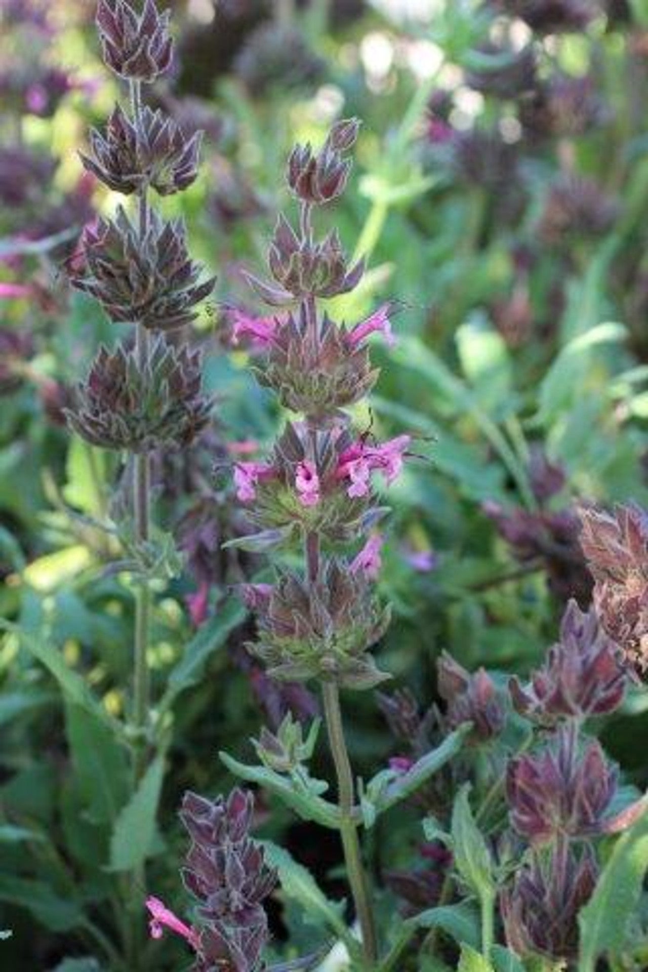 Salvia Spathacea - Hummingbird Sage – Yardwork