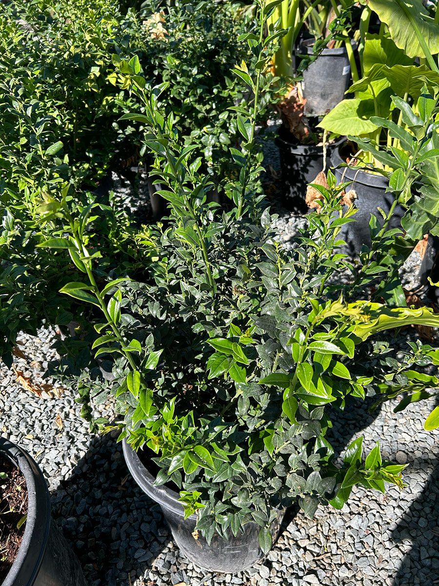 Sarcococca 