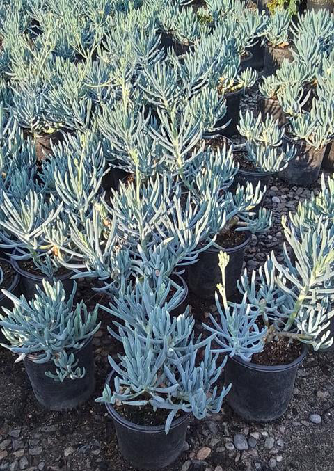 Senecio Mandraliscae (Blue Chalk Sticks)