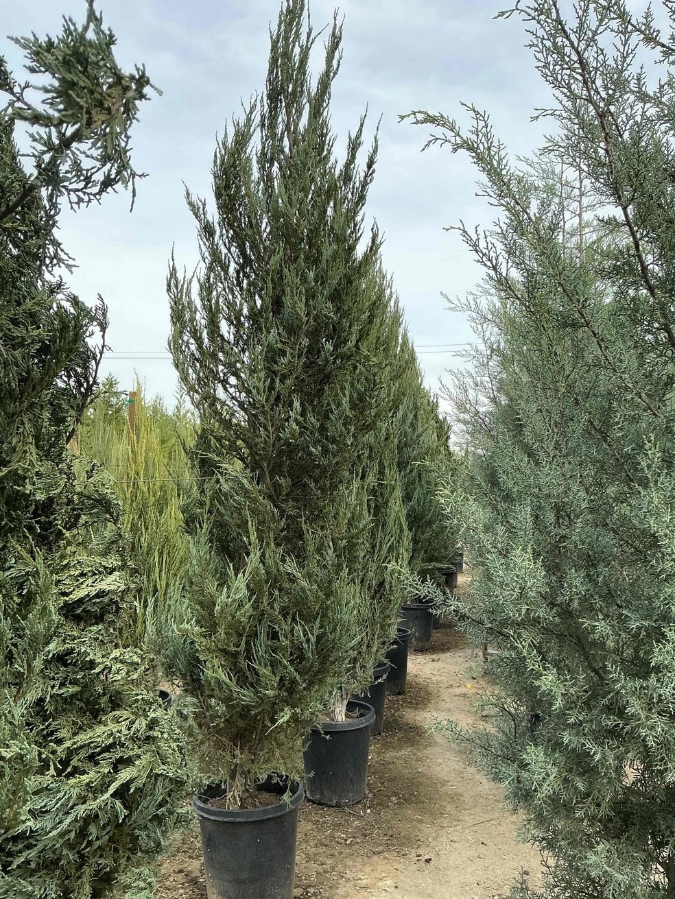 Skyrocket Juniper