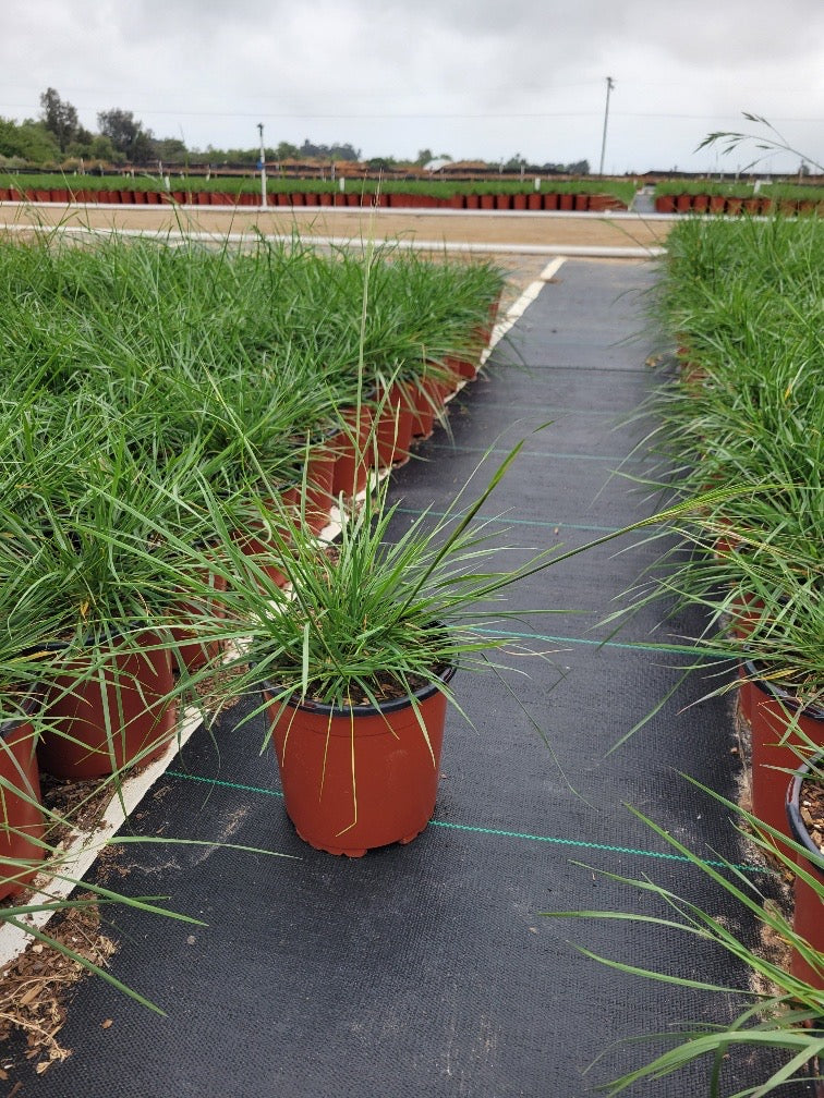 Purple Needlegrass (Stipa Pulchra)