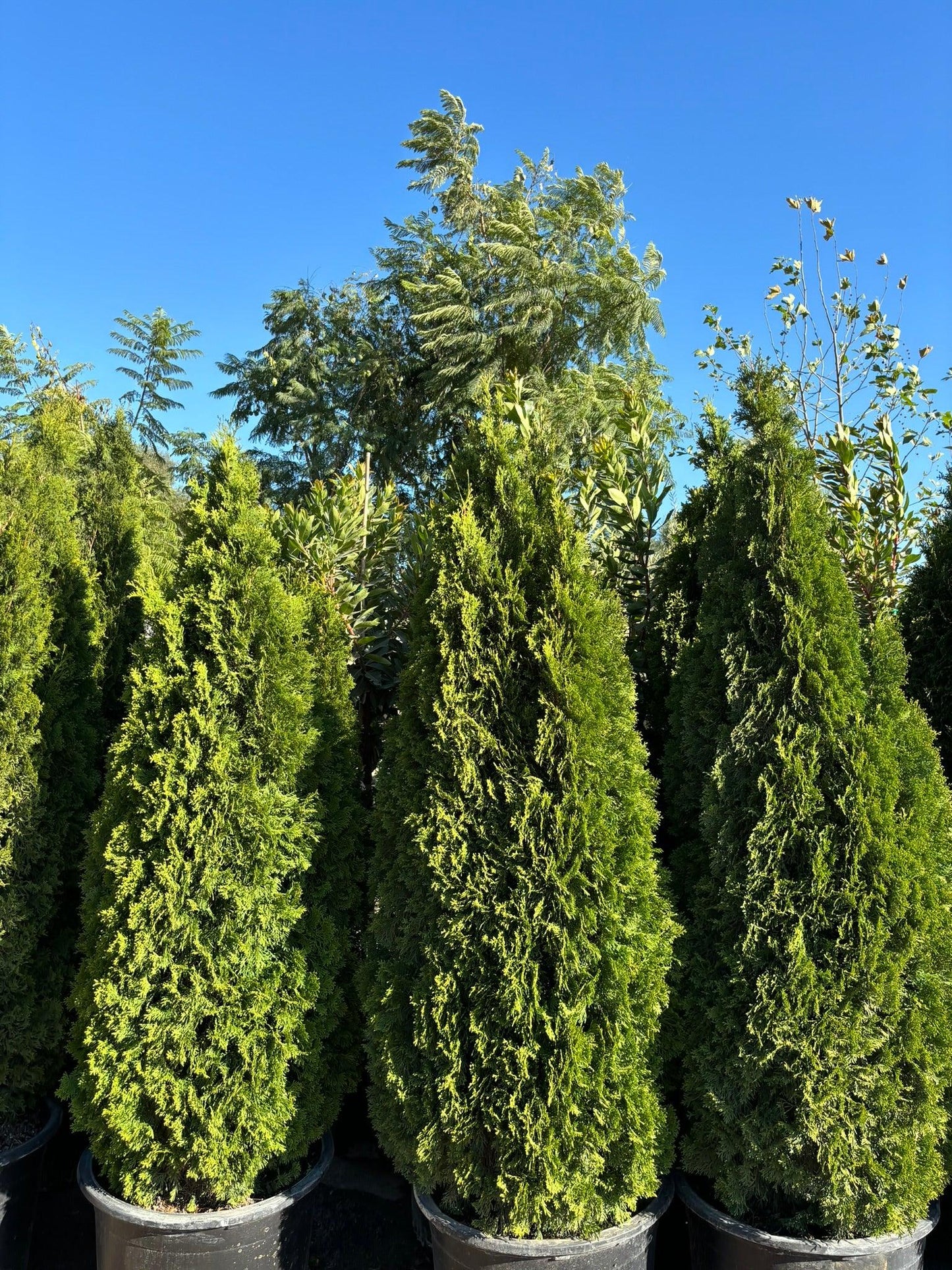 Emerald Green Arborvitae - Thuja Emerald Green 