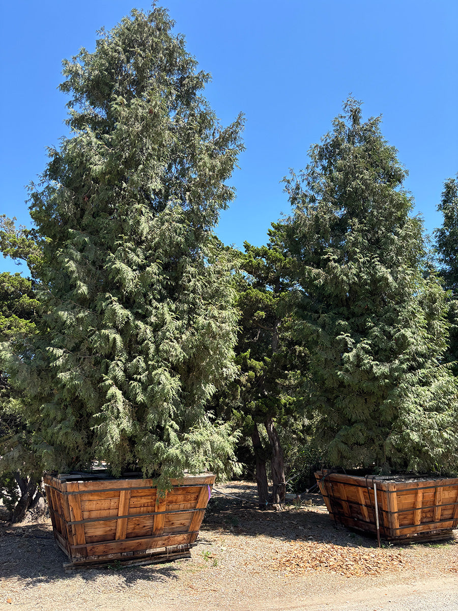 Green Giant Arborvitae Tree - Thuja Green Giant