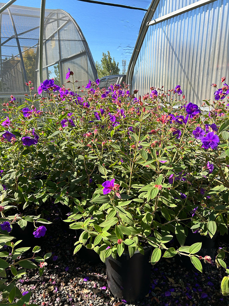 Tibouchina (Princess Flower)