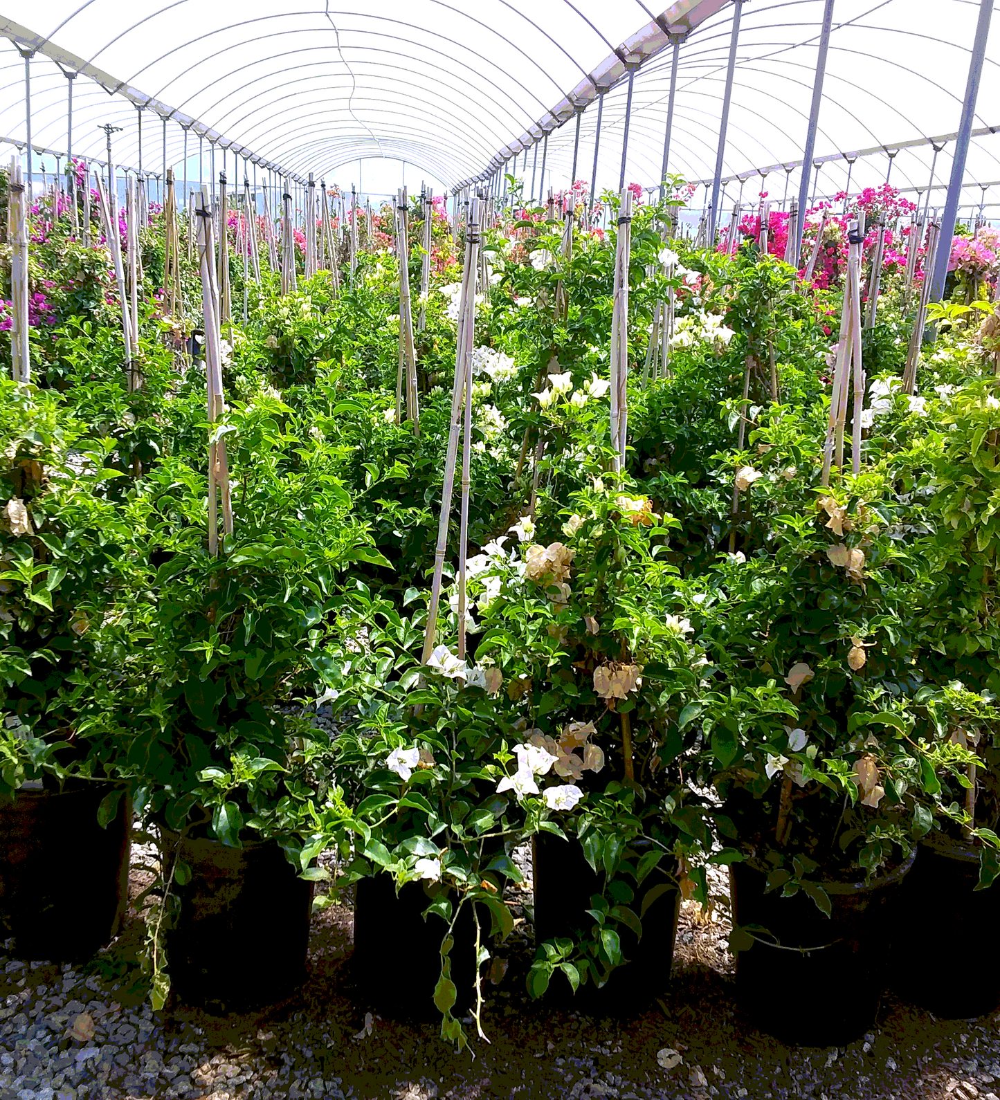 White Bougainvillea