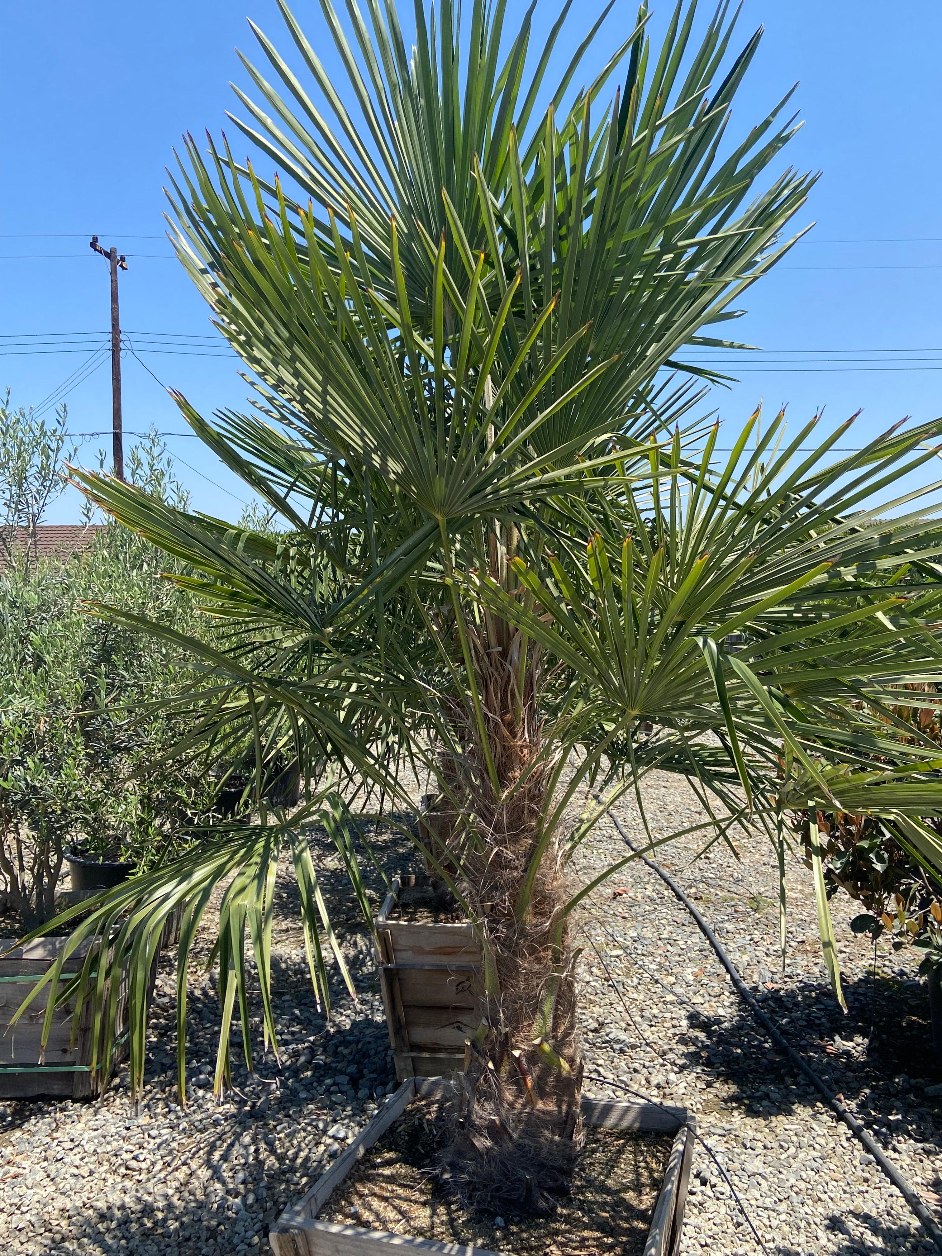 41　桧の古木流木 Windmill Palm (Trachycarpus fortunei) – Yardwork
