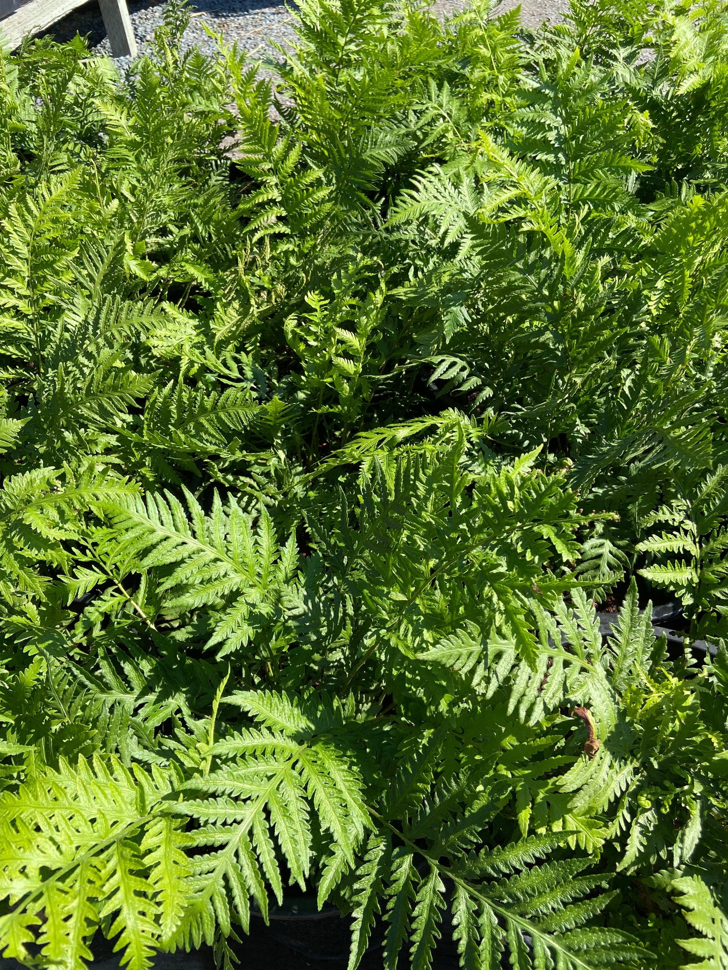 Giant Chain Fern - Woodwardia Fimbriata - Pulled Nursery