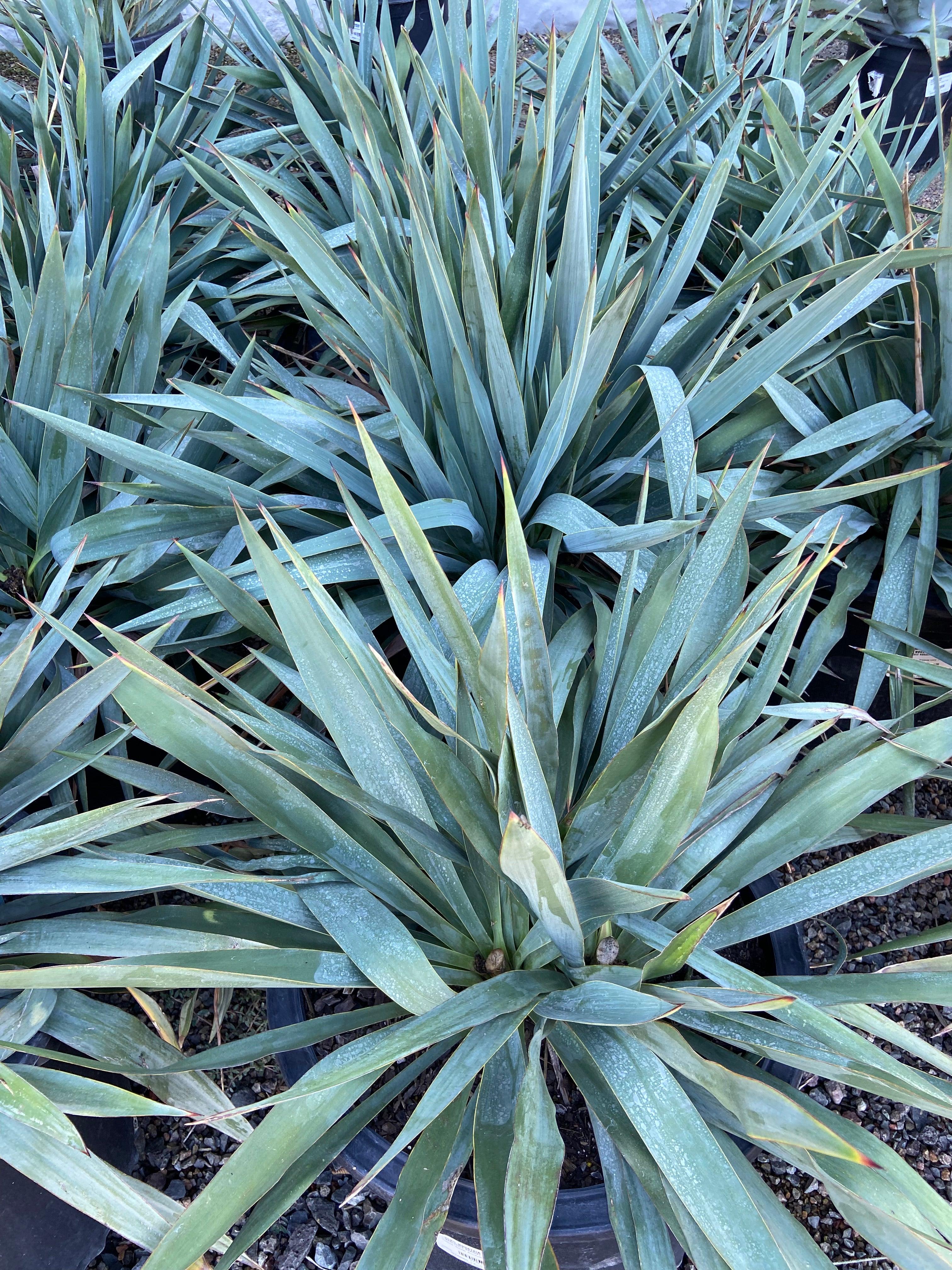 ユッカ えび Yucca – Yardwork