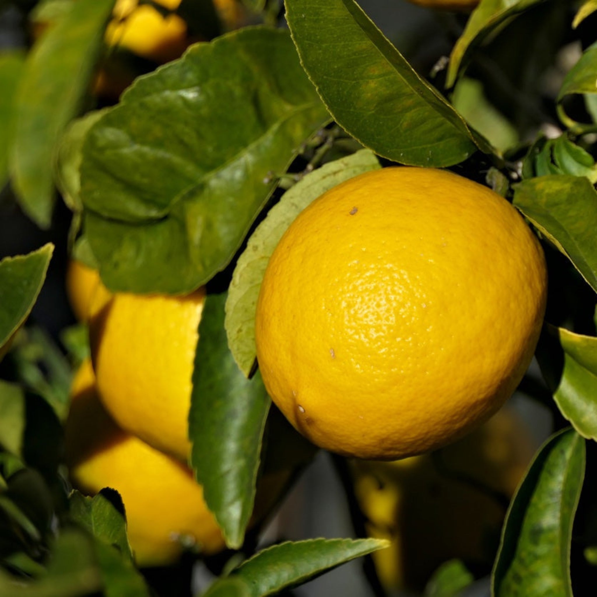 Lemon Trees For Sale | Buy Lemon Trees | Yardwork Nursery