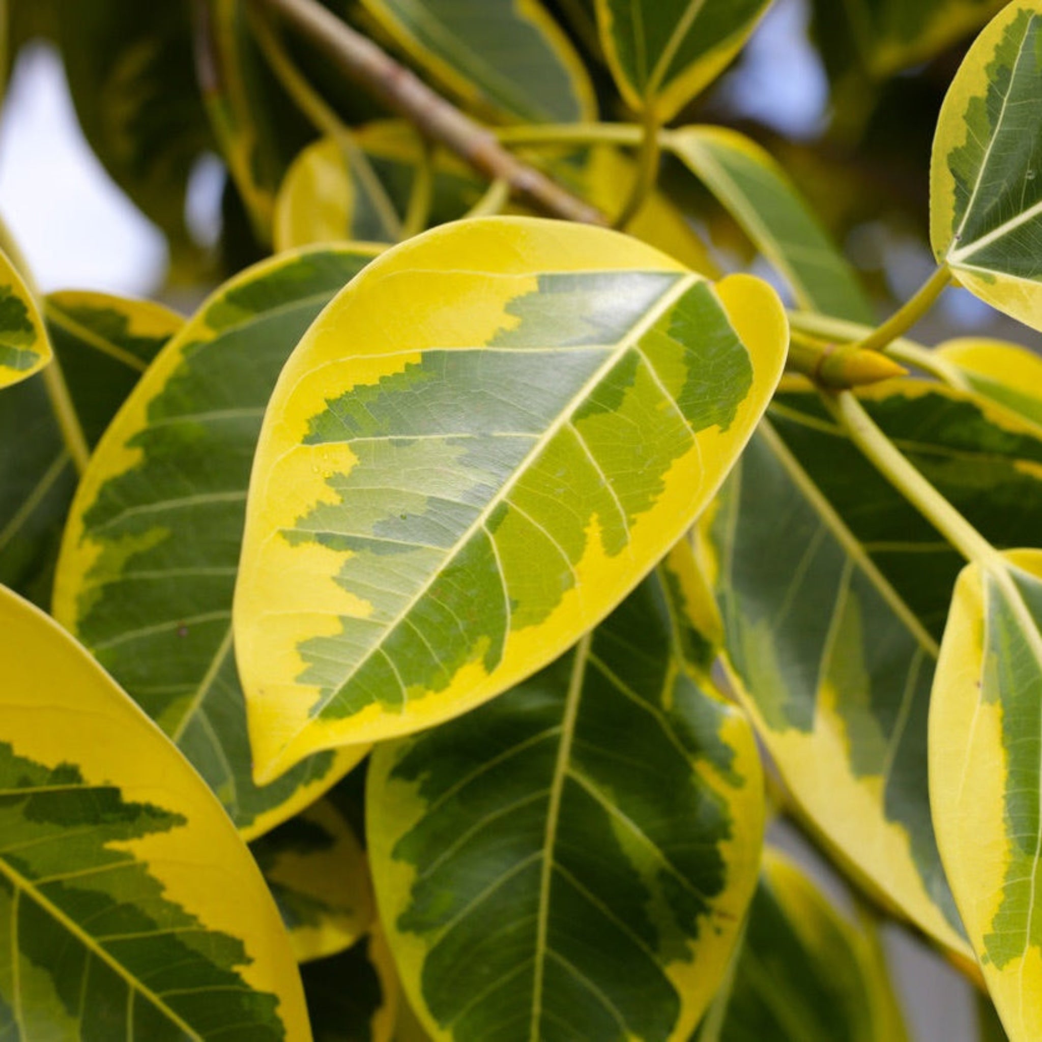 Ficus Altissima – Yardwork