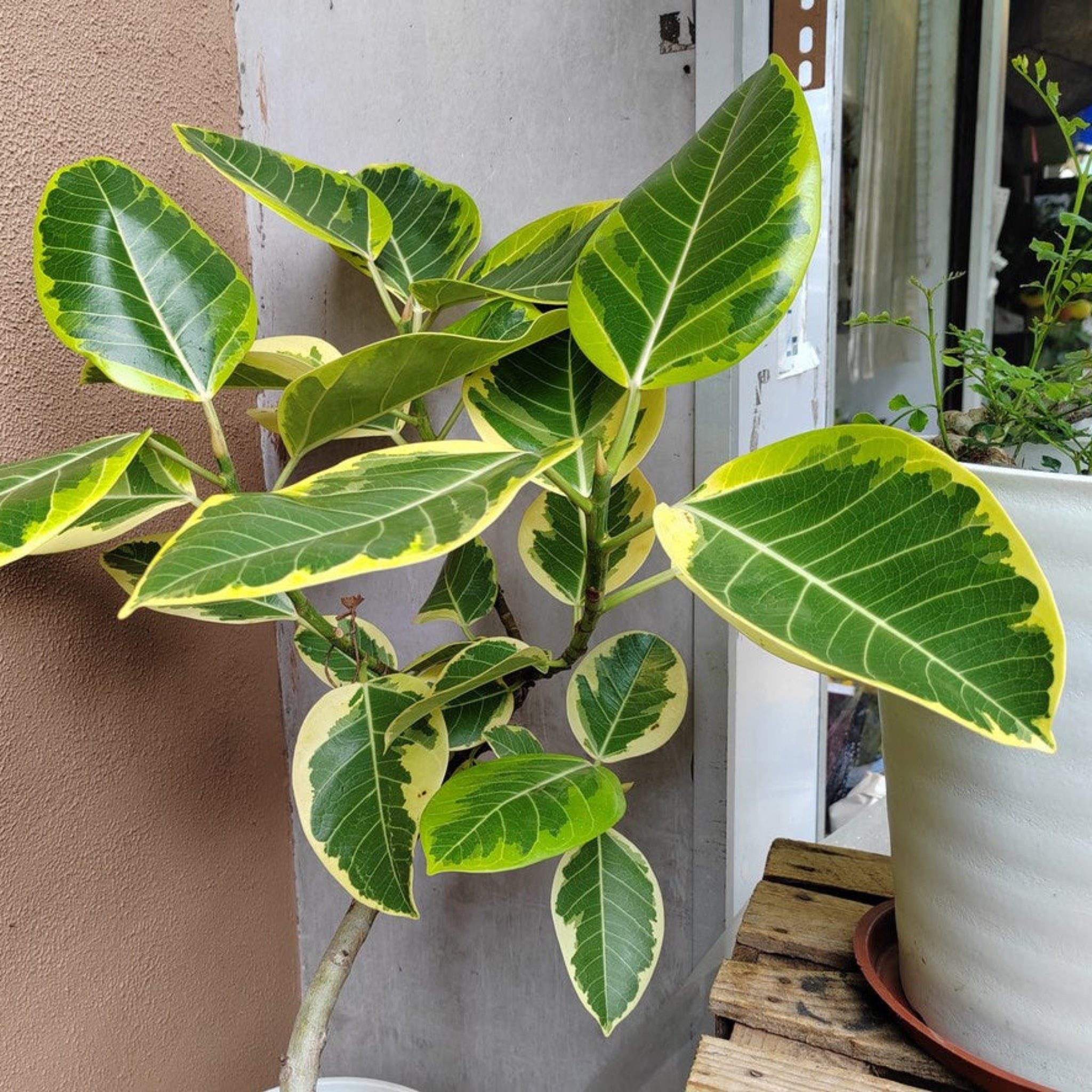 Ficus Altissima – Yardwork