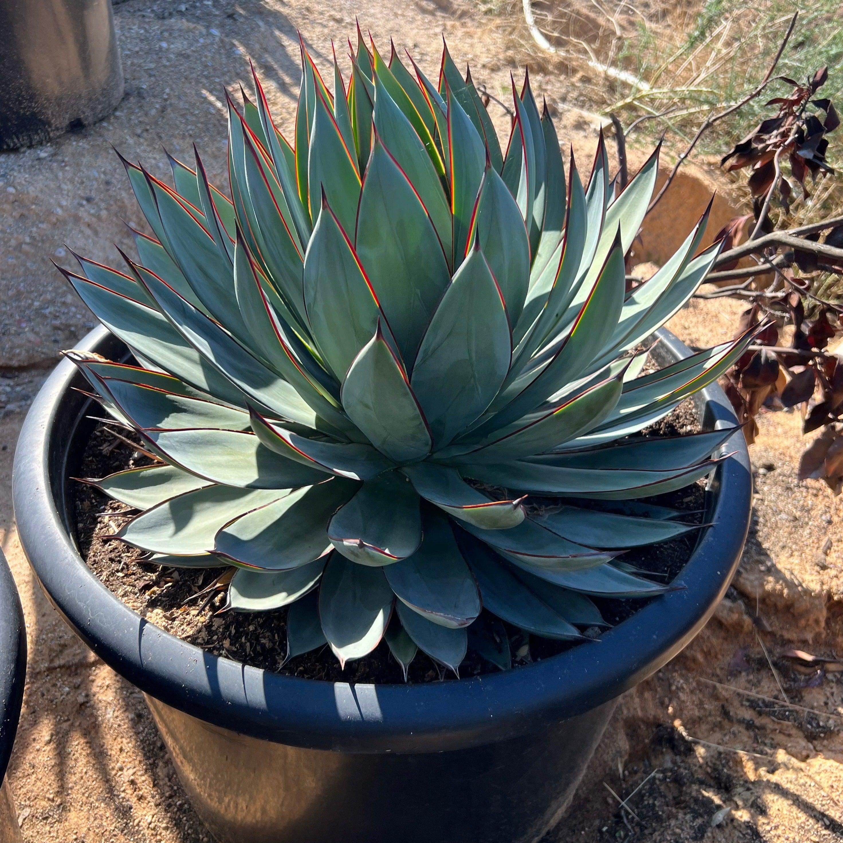 アガベ Agave ' Glow' 267 Blue Glow Agave - Agave Blue Glow – Yardwork