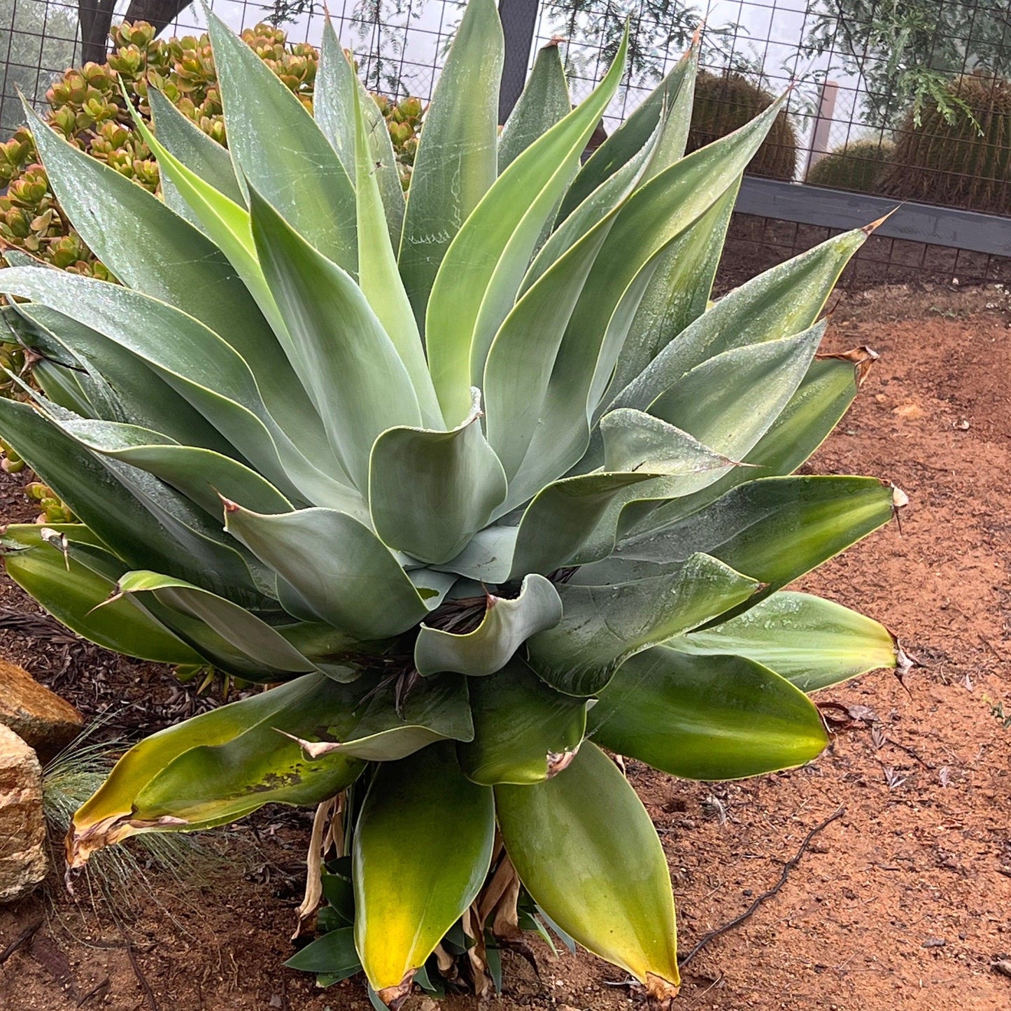 Agave Attenuata (Foxtail Agave) Specimen