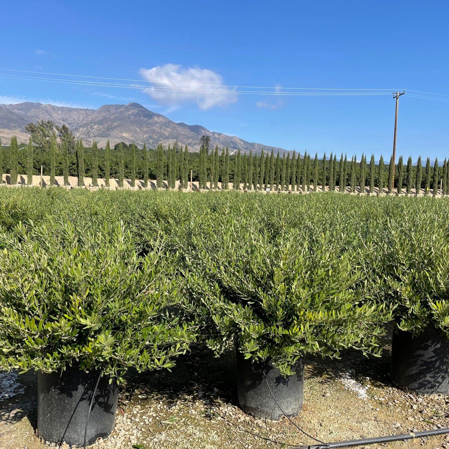 Dwarf Olive Tree (Little Ollie®)