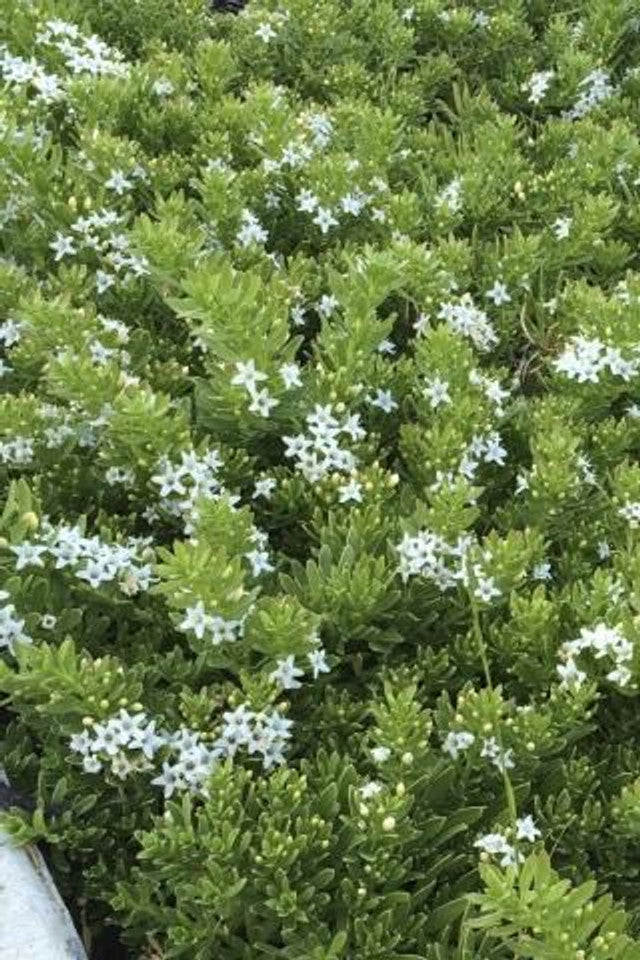Myoporum Groundcover