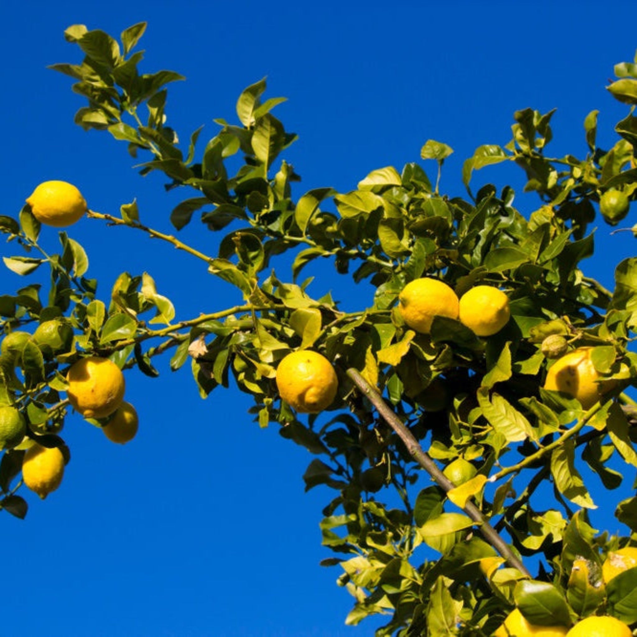 Lemon Trees For Sale | Buy Lemon Trees | Yardwork Nursery