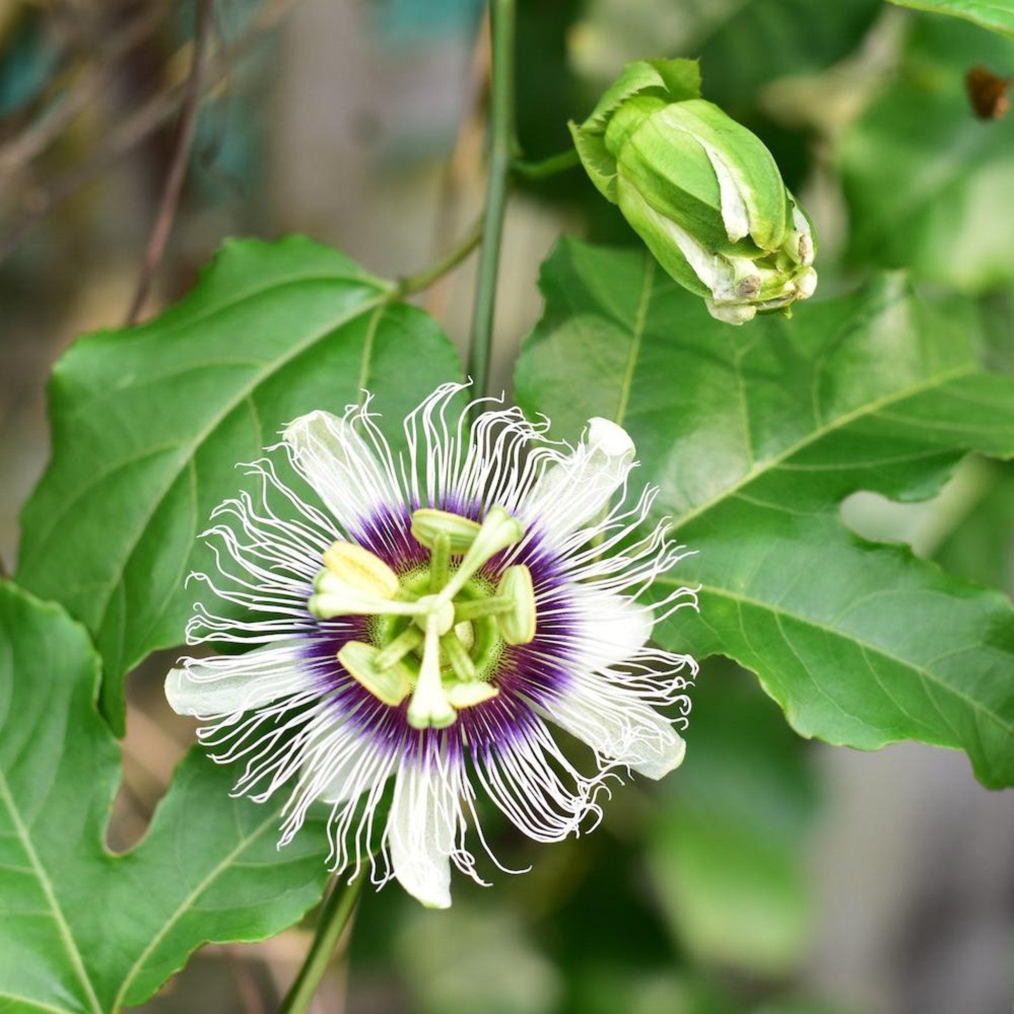Passion Fruit – Yardwork