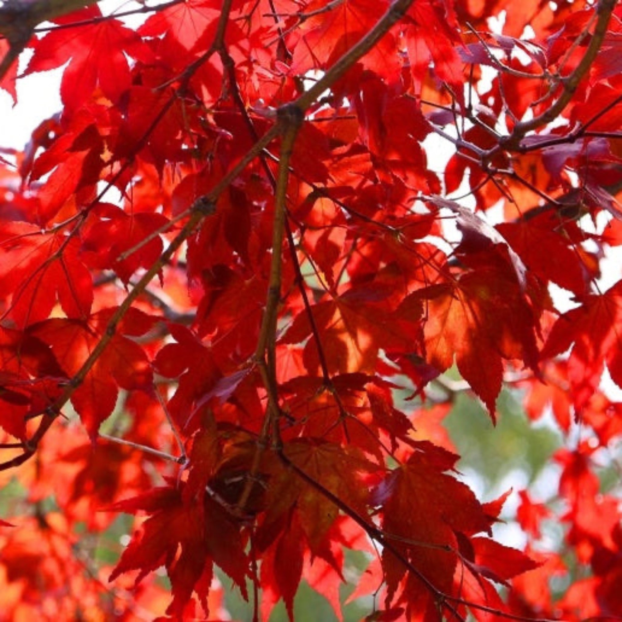 Emperor Japanese Maple – Yardwork
