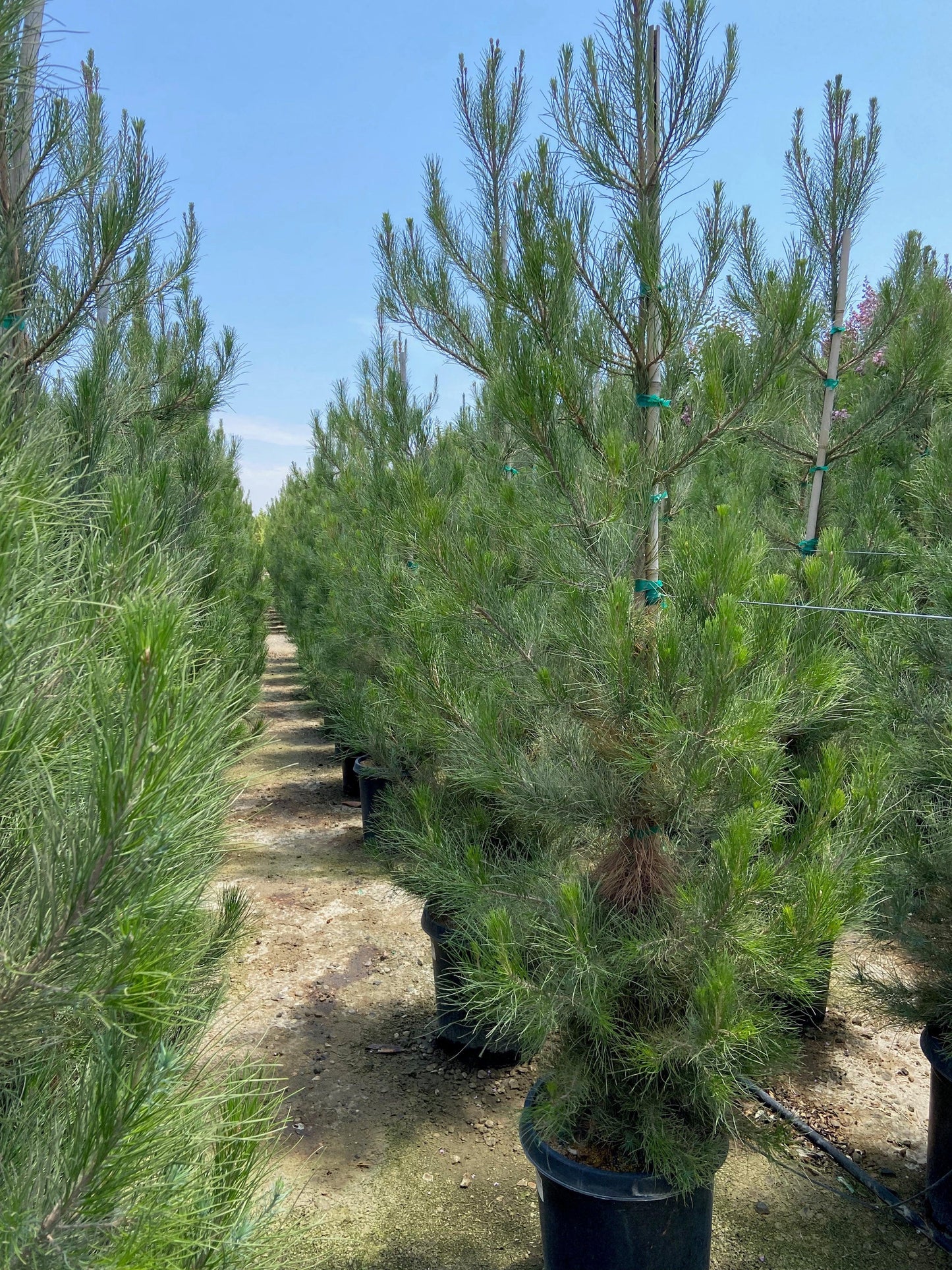 Eldarica Pine