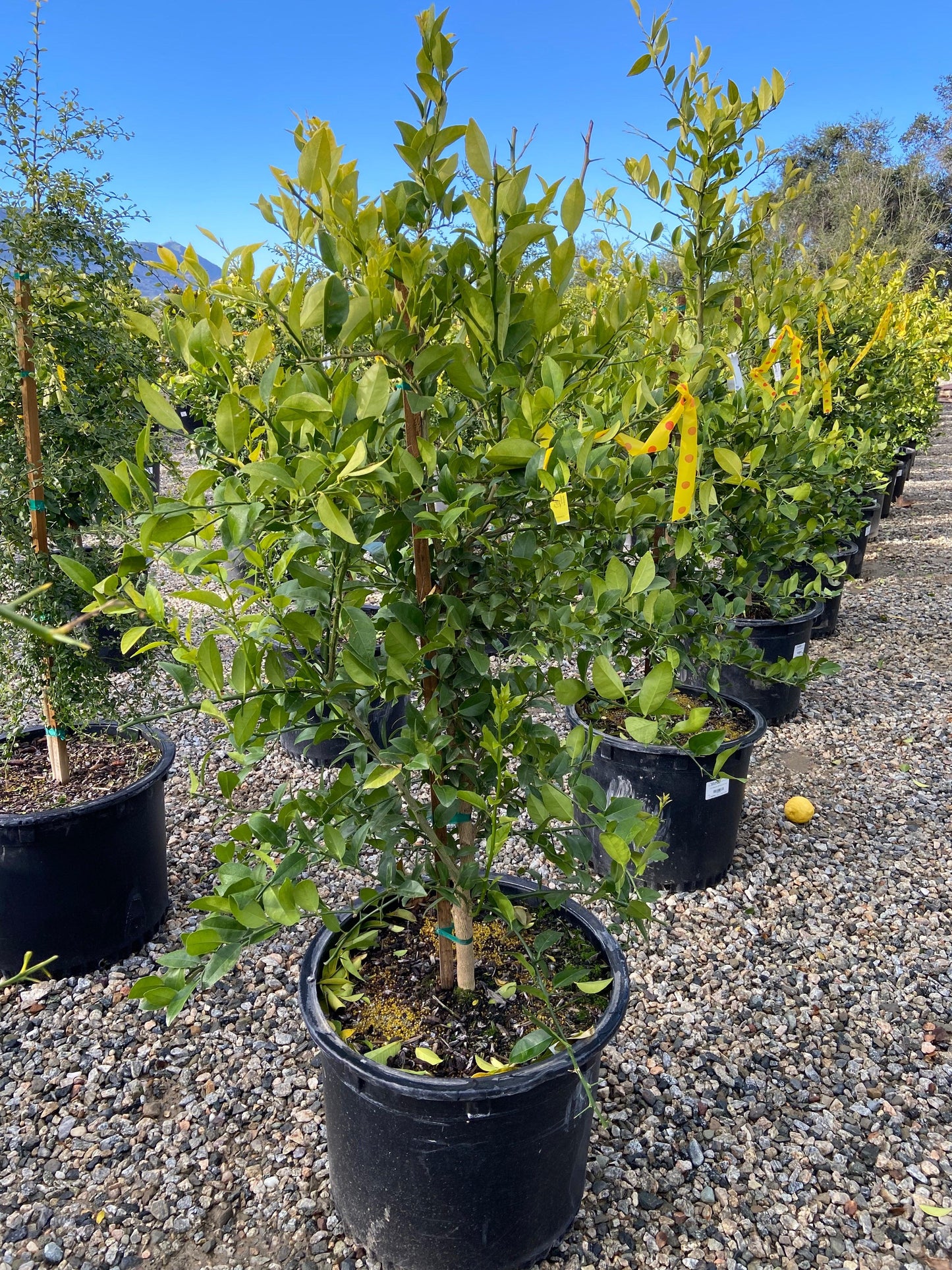Mexican Lime Tree (Citrus aurantifolia)