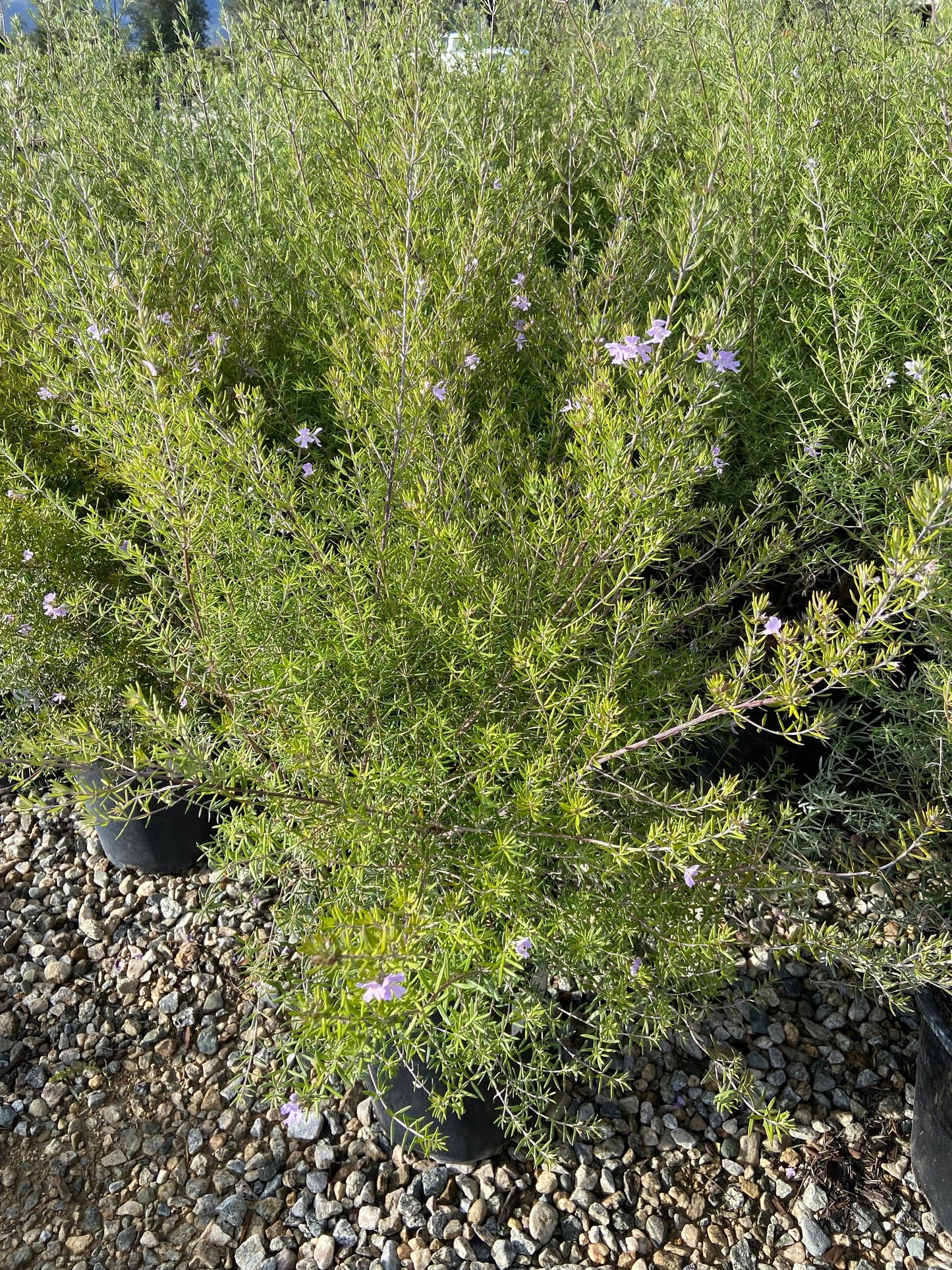  Westringia Fruticosa - Yardwork Nursery