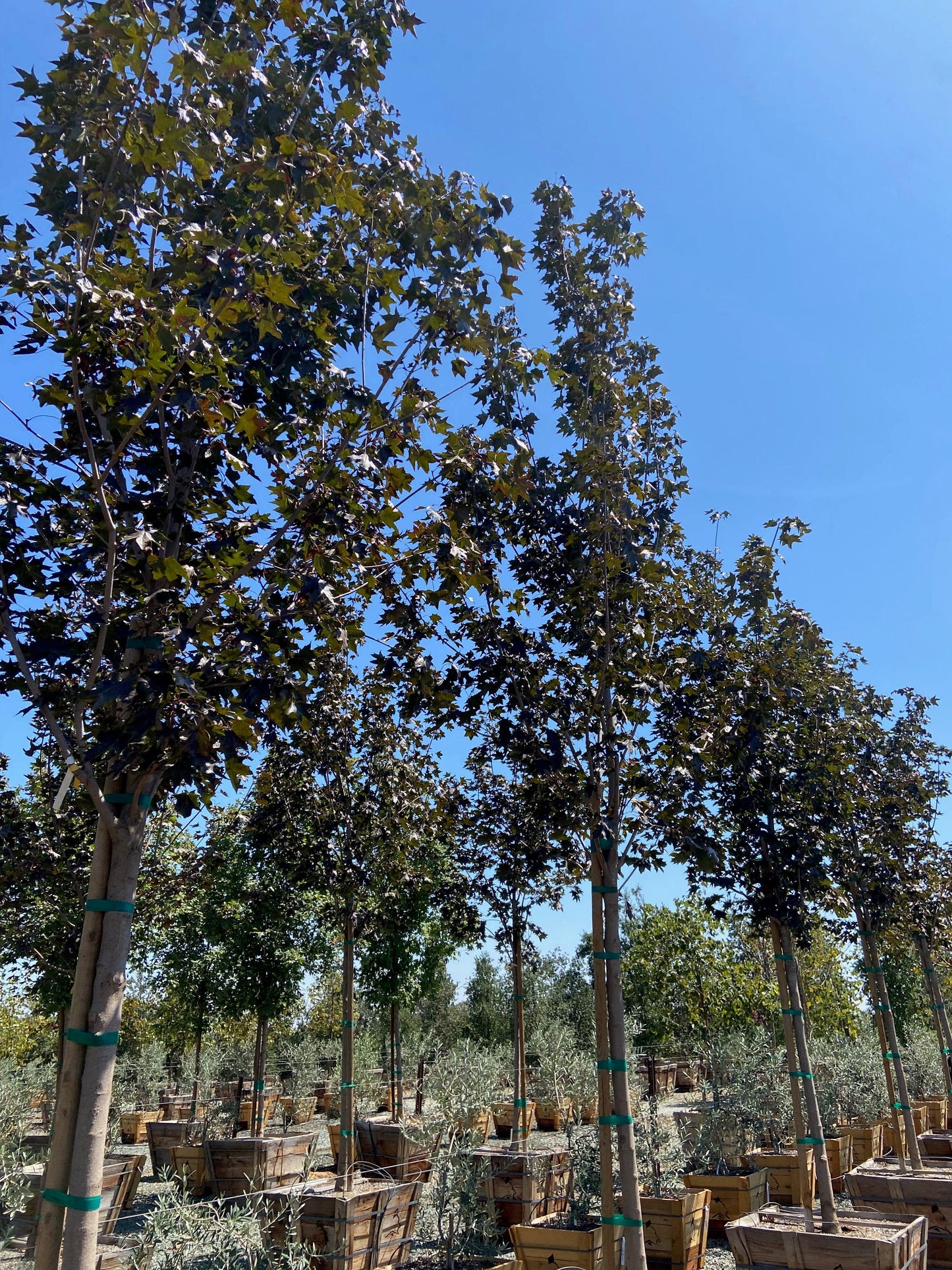 Crimson Sunset® Maple (Acer Crimson Sunset) - Yardwork Nursery