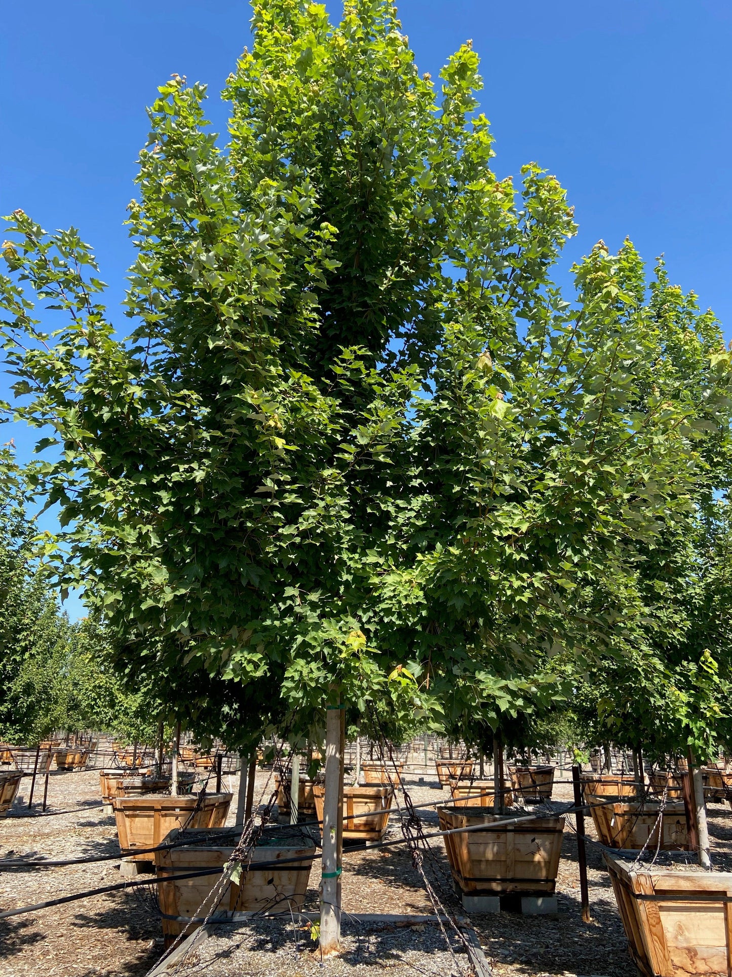 October Glory® Maple (Acer October Glory) - Yardwork Nursery
