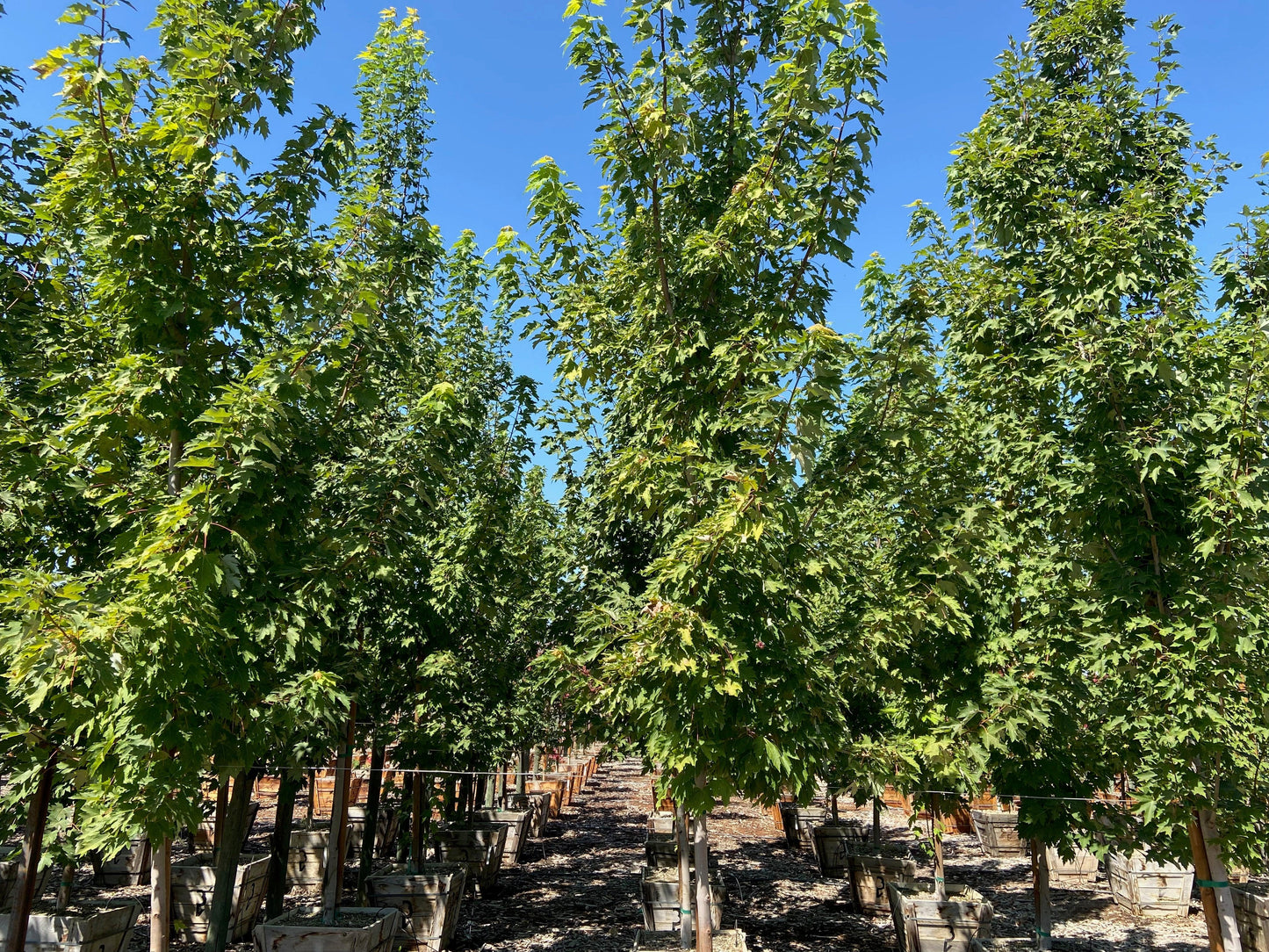 Columnar Red Maple (Acer rubrum ‘Armstrong’) - Pulled Nursery