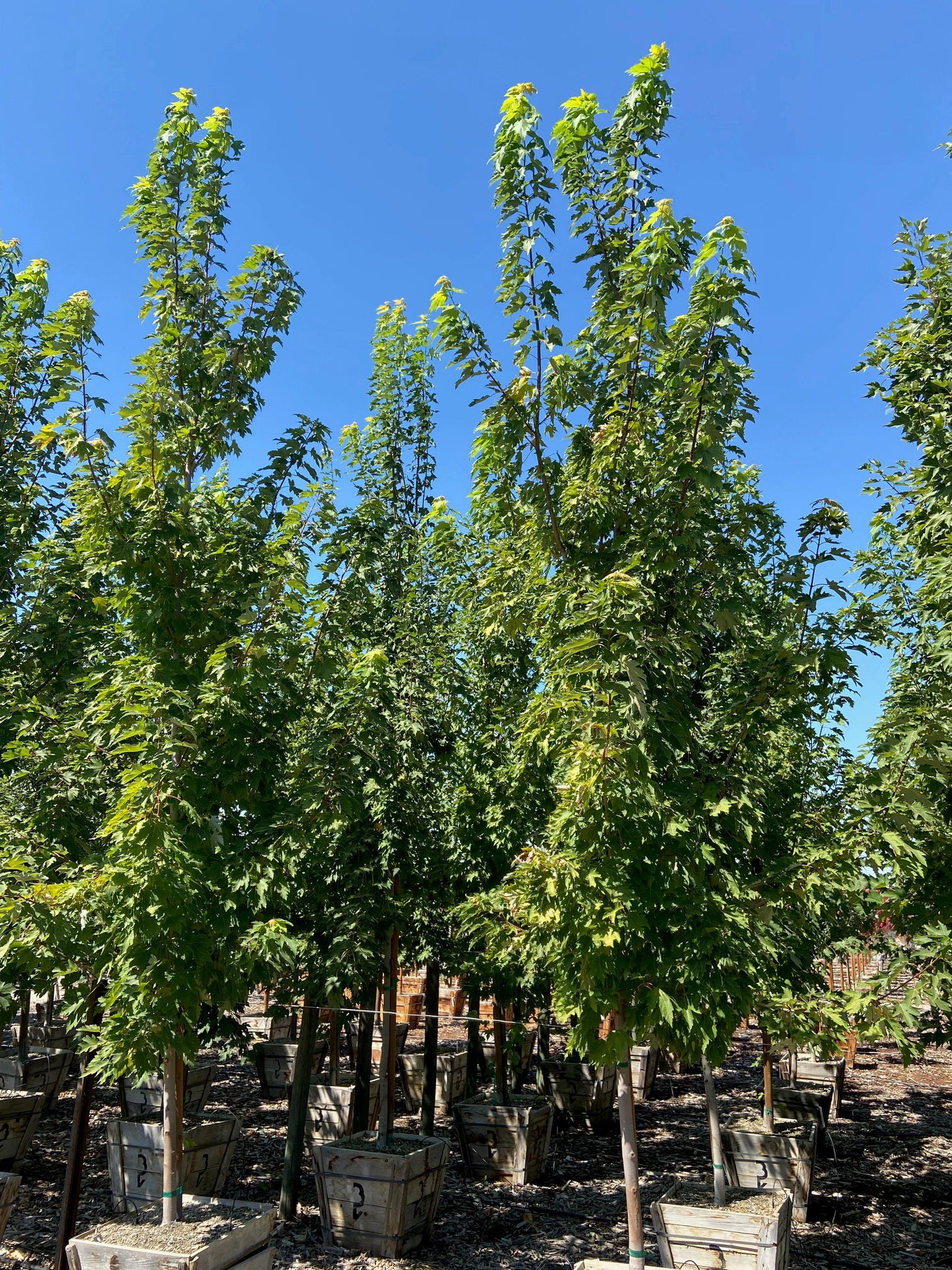 Columnar Red Maple (Acer rubrum ‘Armstrong’) - Pulled Nursery