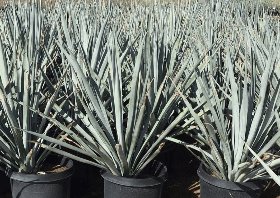 Blue Agaves