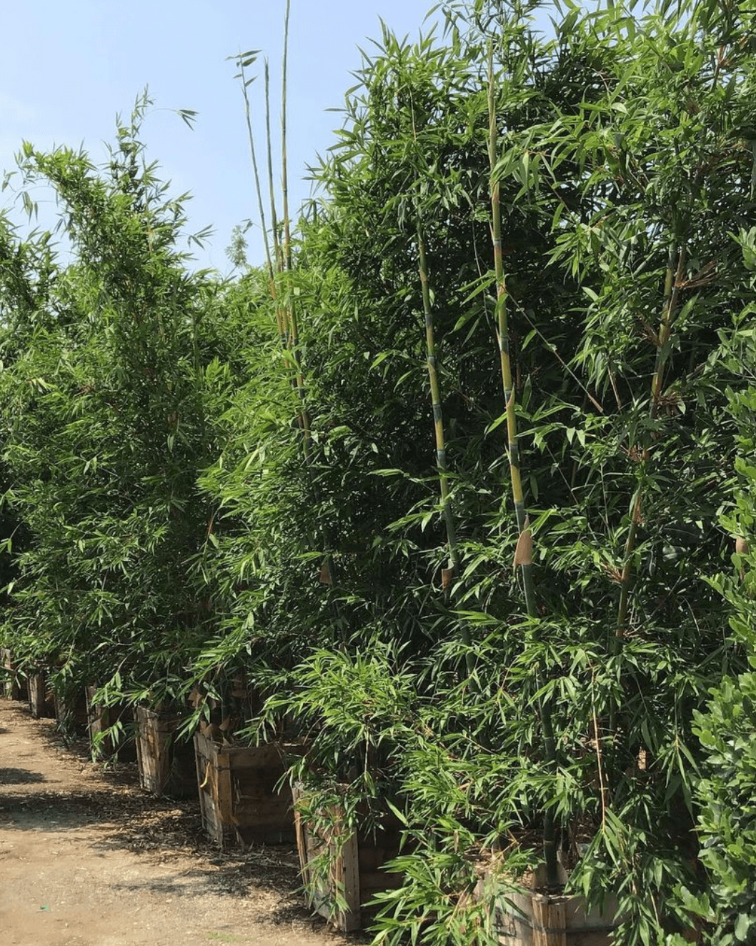bamboo tree