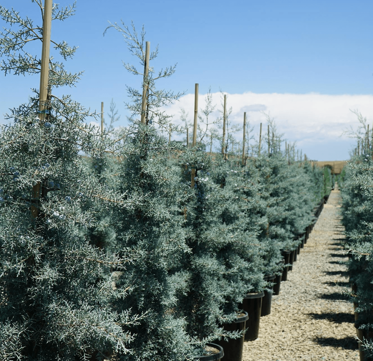 Blue Ice Arizona Cypress - Cupressus arizonica var. glabra 'Blue Ice' -Yardwork Nursery