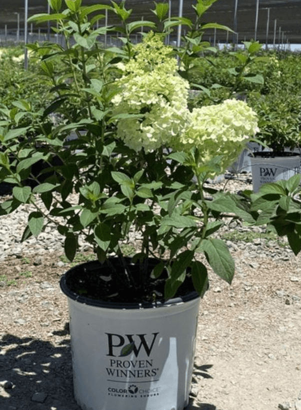 White Hydrangea (Hydrangea macrophylla ‘White’)