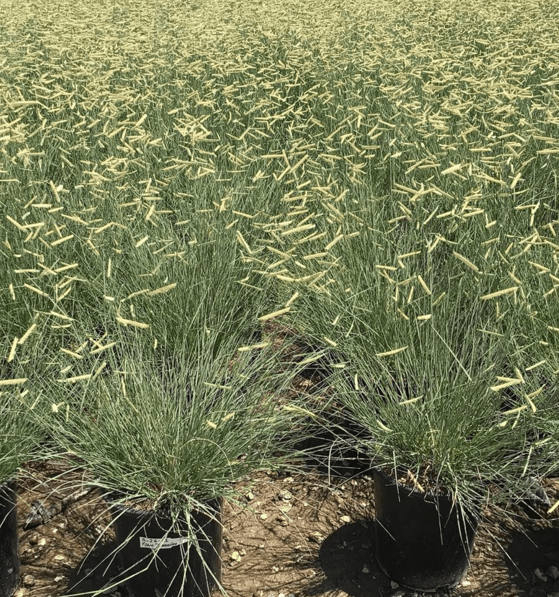 Bouteloua gracilis ‘Blonde Ambition’ - Blonde Ambition Blue Grama Grass