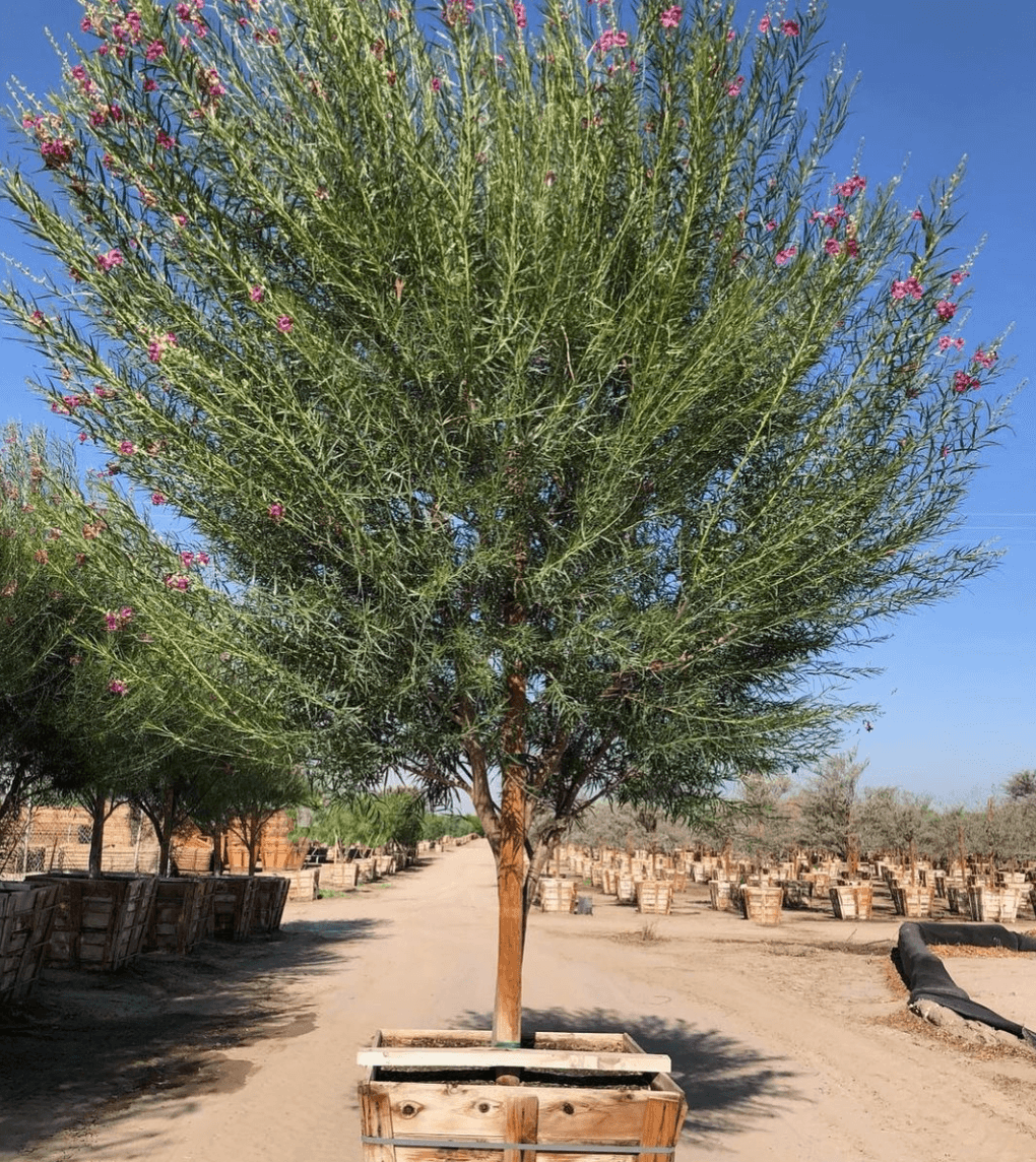 Desert Willow Tree For Sale