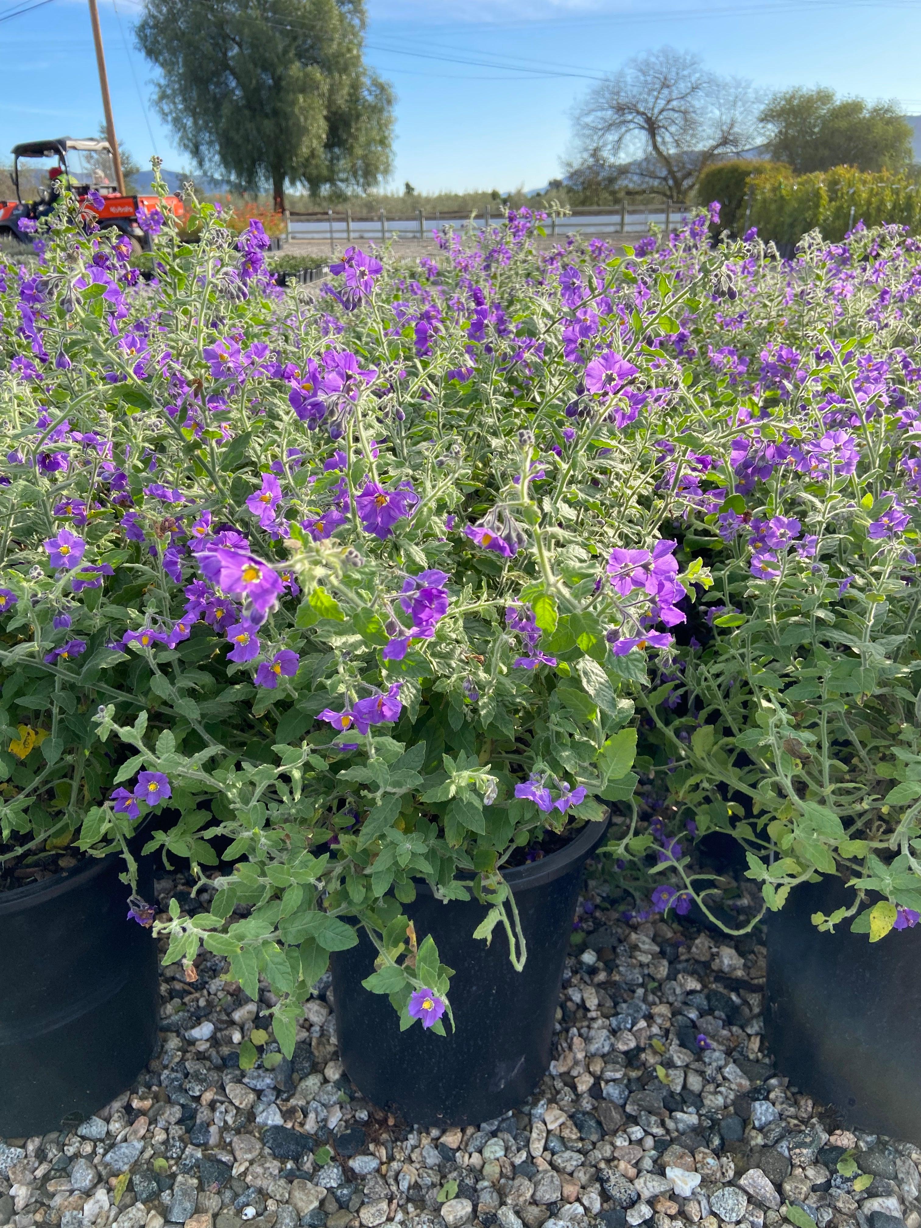 Purple Nightshade - Solanum Xanti Mountain Pride – Yardwork