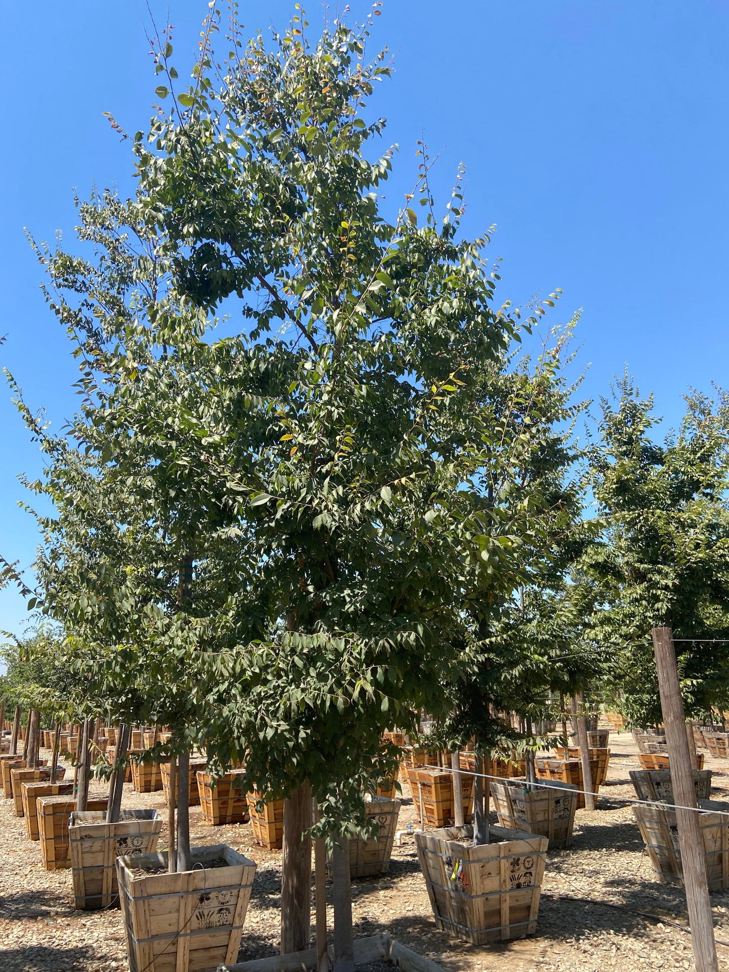 Japanese Zelkova - Zelkova Serrata - 