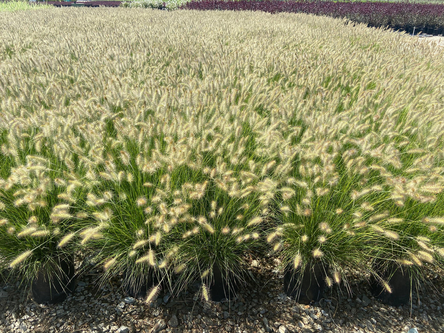 Hameln Fountain Grass 