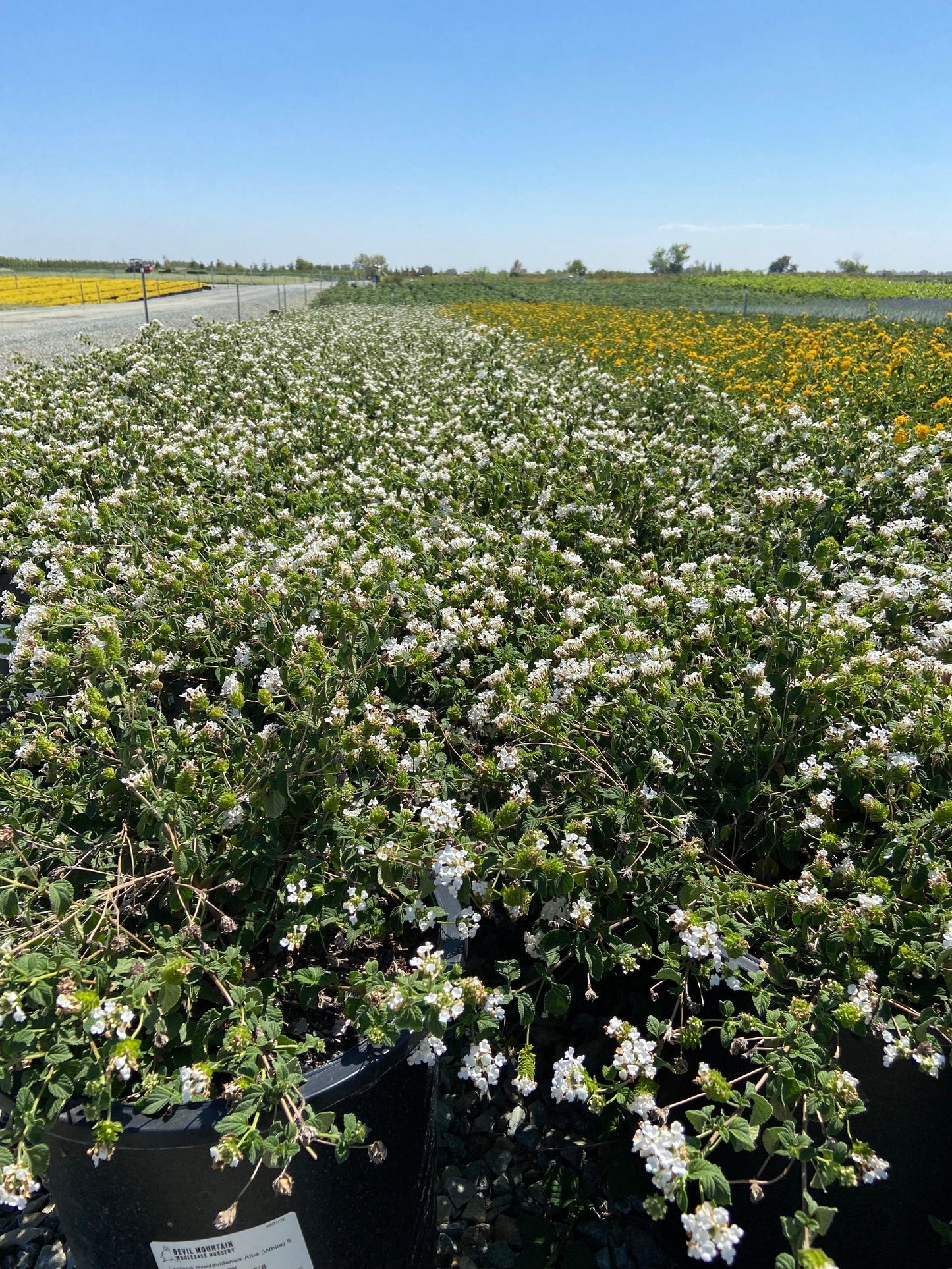 White Trailing Lantana - Lantana Montevidensis Alba White - Pulled Nursery
