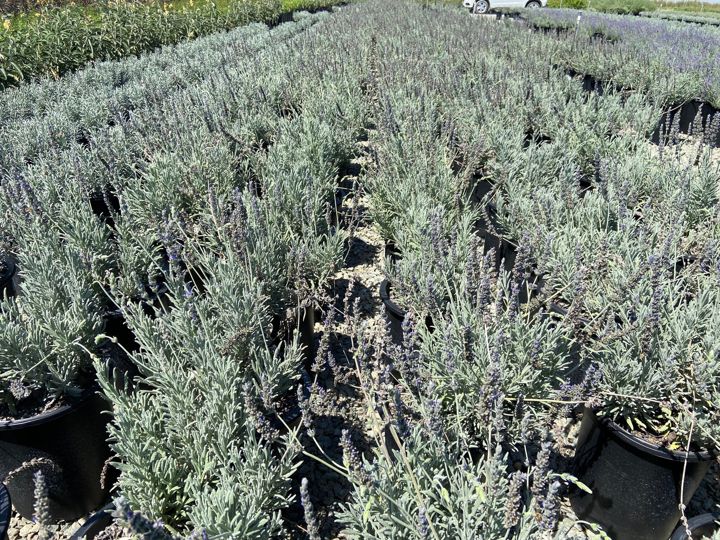 Goodwin Creek Lavender - Lavandula x Ginginsii Goodwin Creek 
