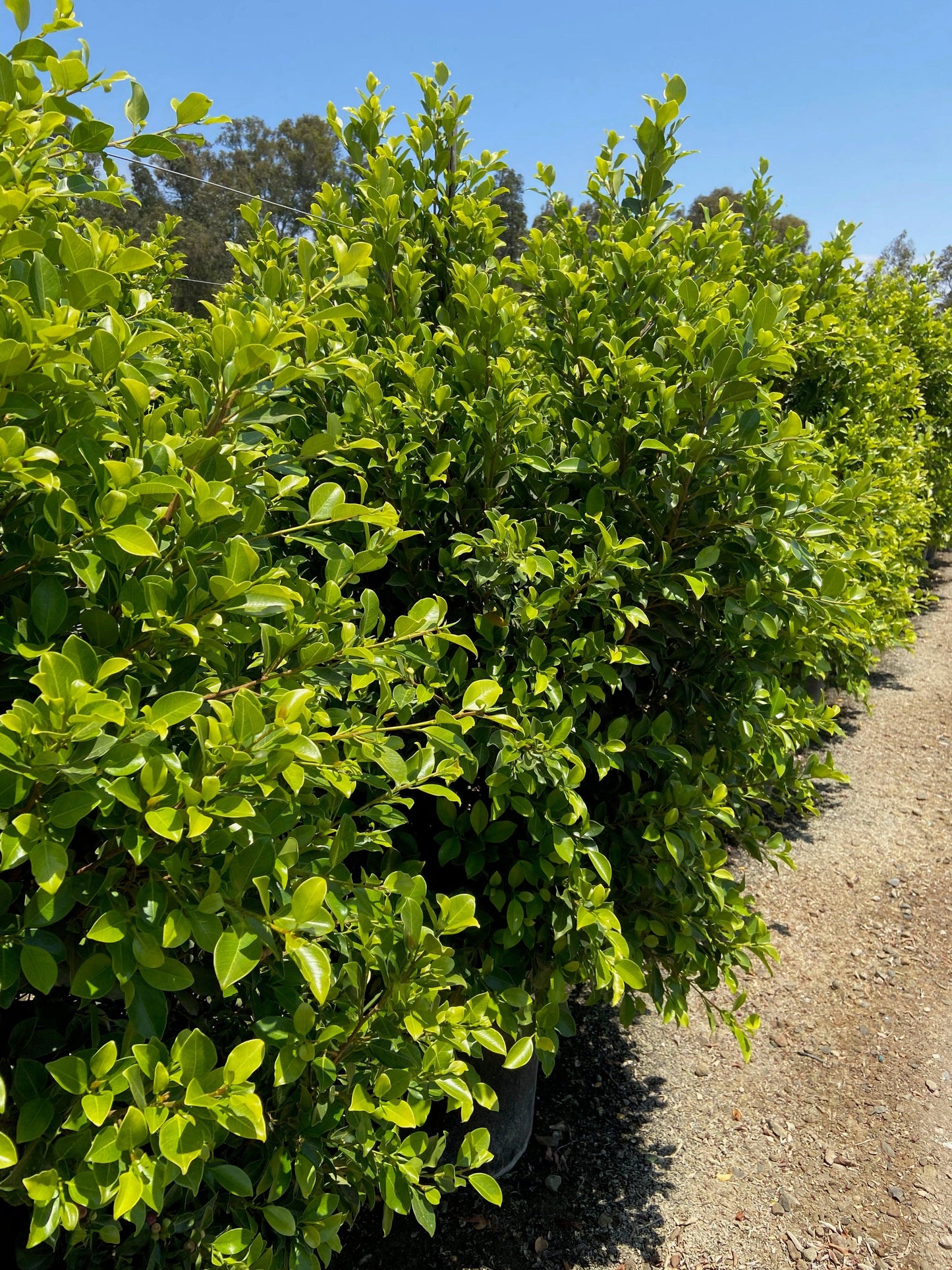 Ficus Nitida Hedge - Ficus Nitida Green Gem 