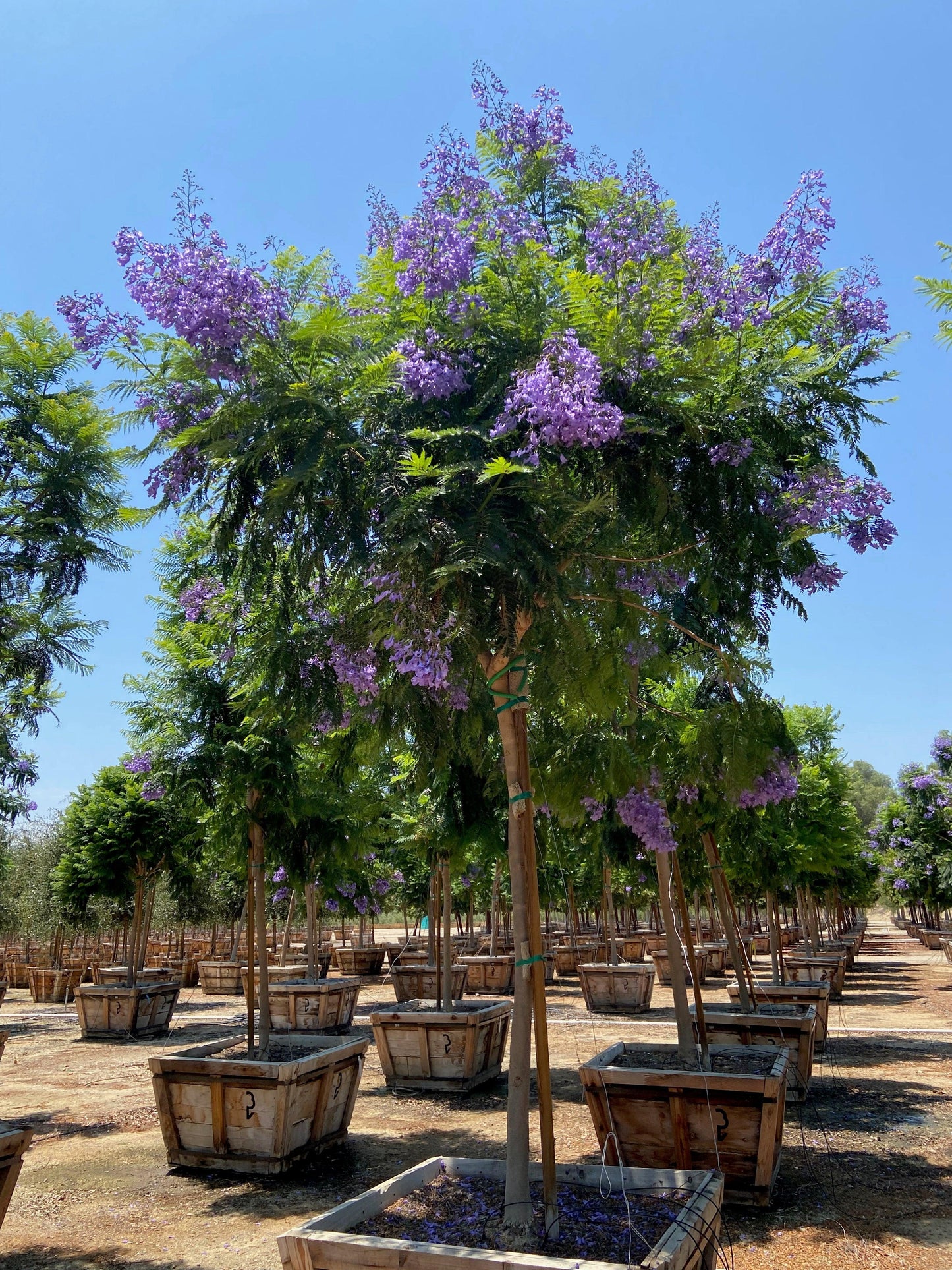 Jacaranda Tree For Sale - Jacaranda Mimosifolia 