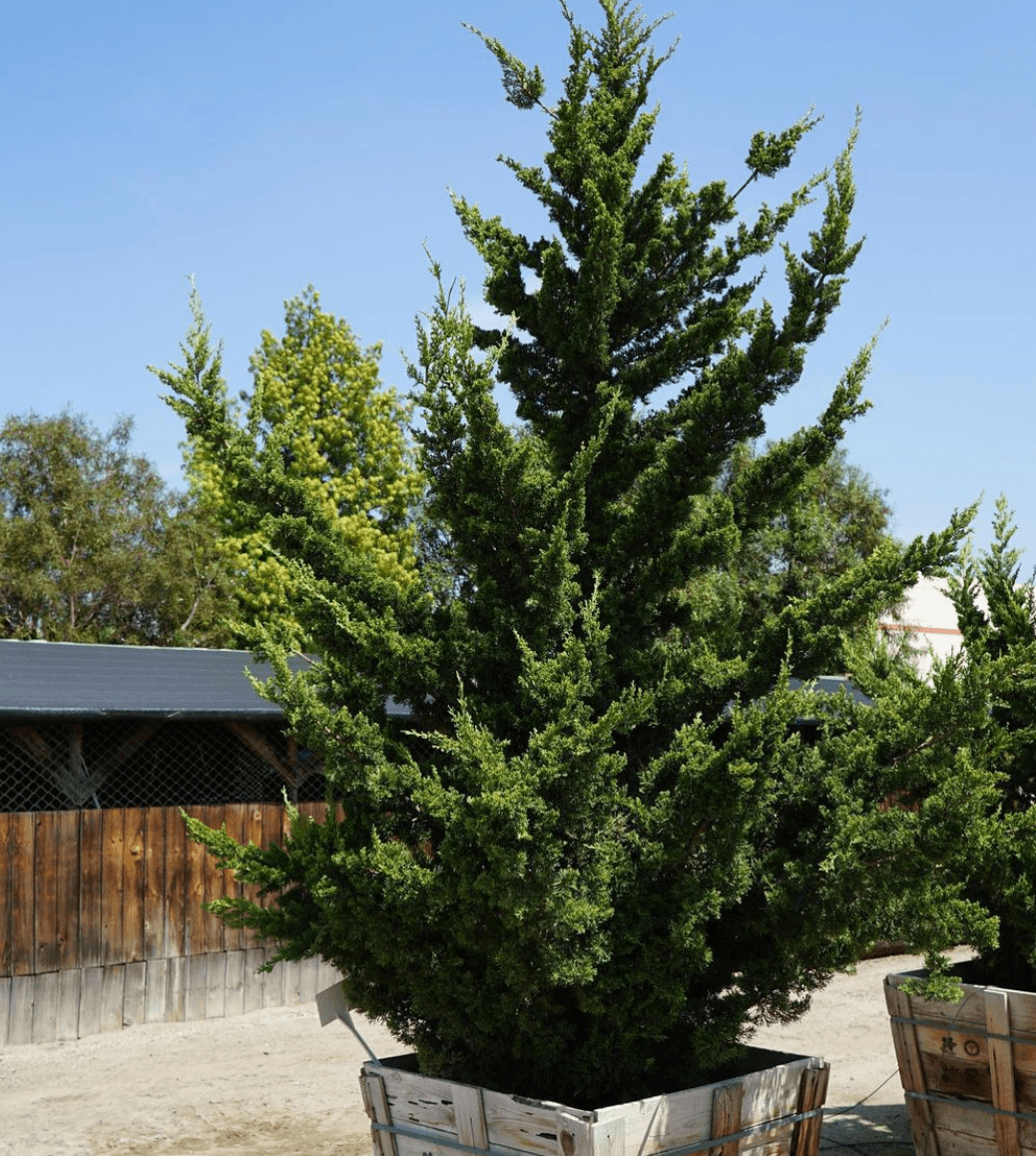 Hollywood Juniper (Juniperus chinensis 'Torulosa')