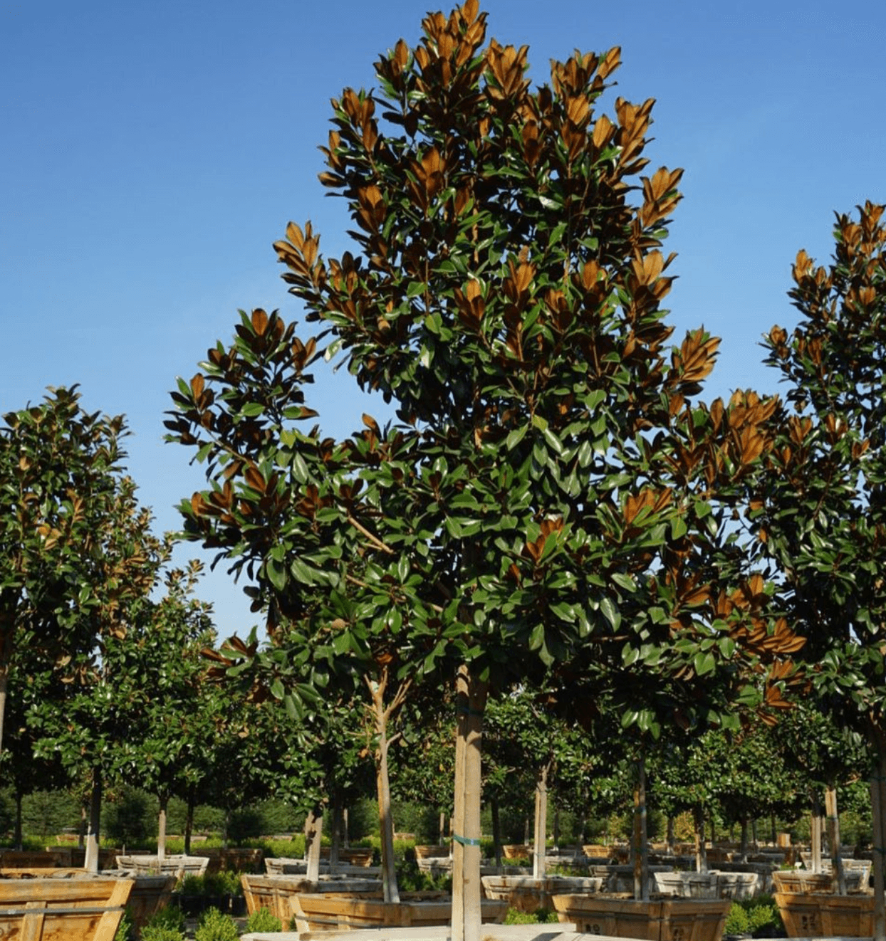 DD Blanchard Magnolia
