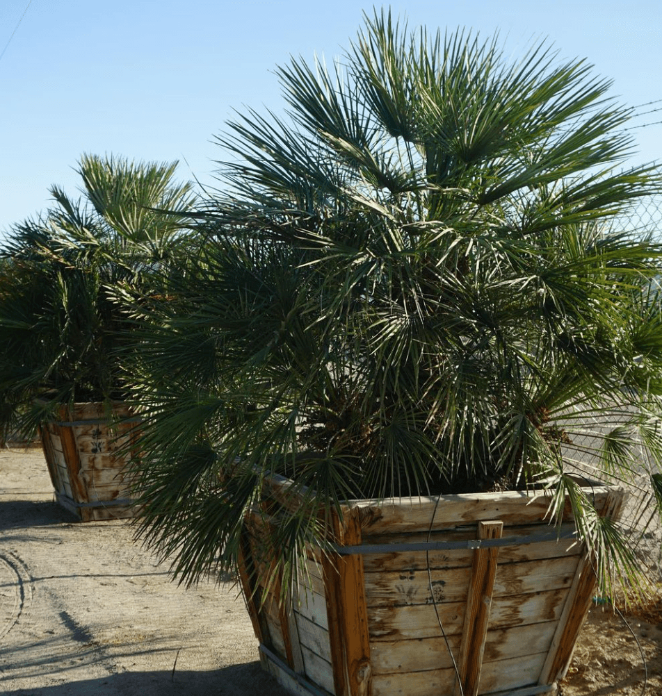 Mediterranean Fan Palm - Yardwork Nursery