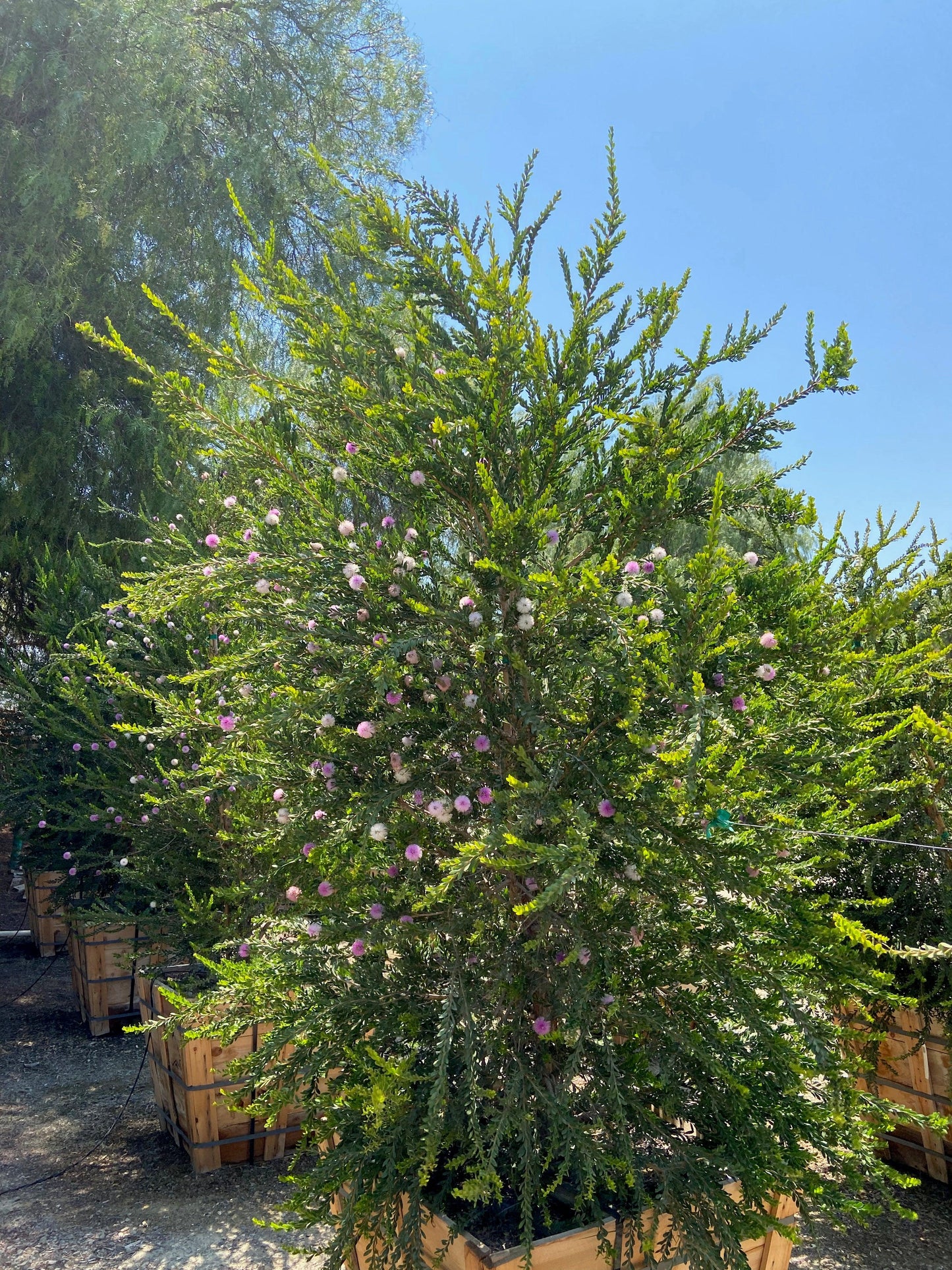 Melaleuca Nesophila (Pink Melaleuca)