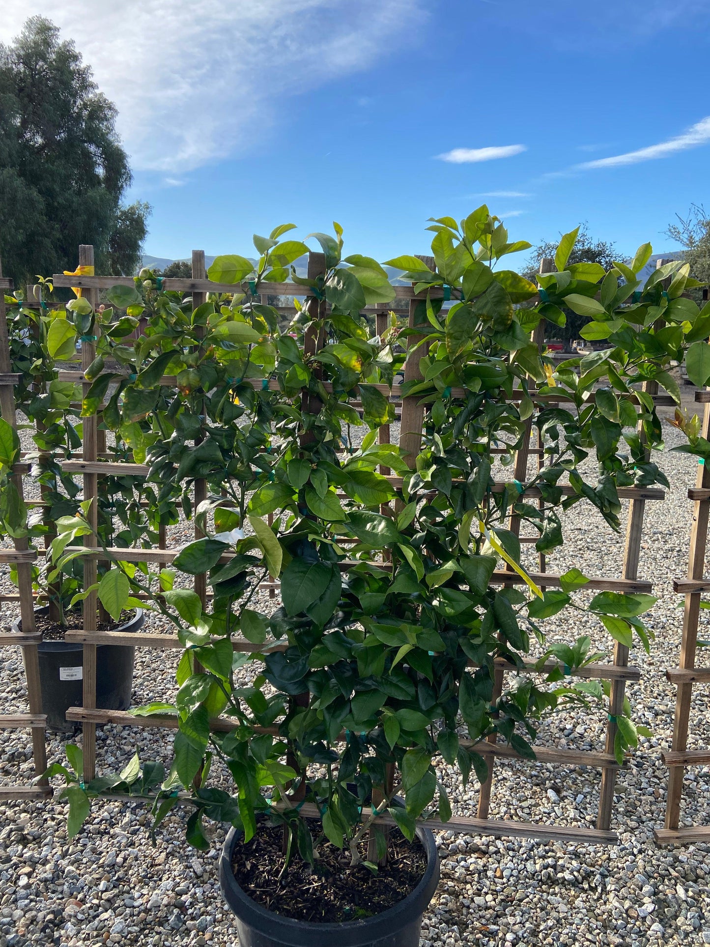 Lemon Tree Espalier