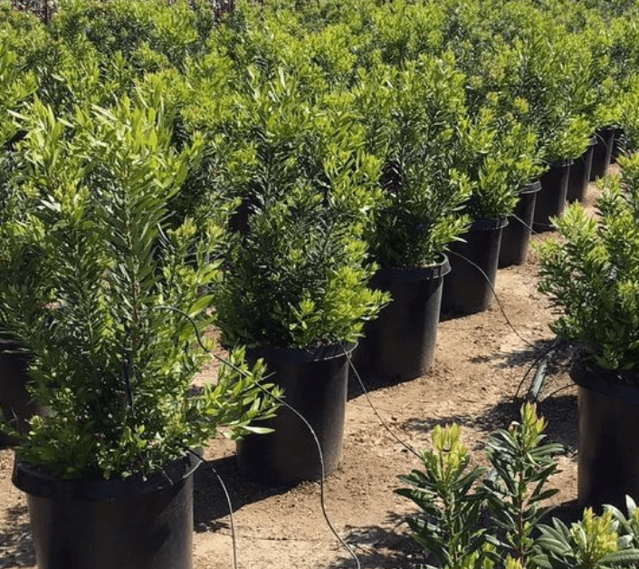 Myrica Californica (Pacific Wax Myrtle)