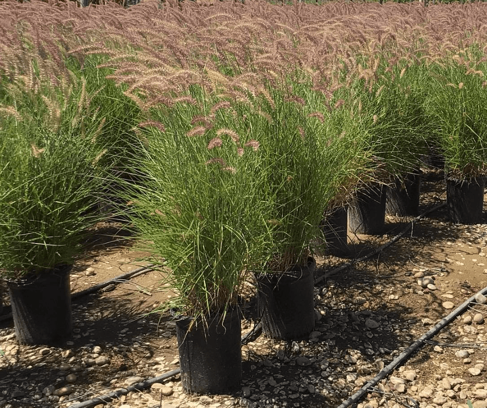 Karley Rose Fountain Grass (Pennisetum orientale 'Karley Rose')